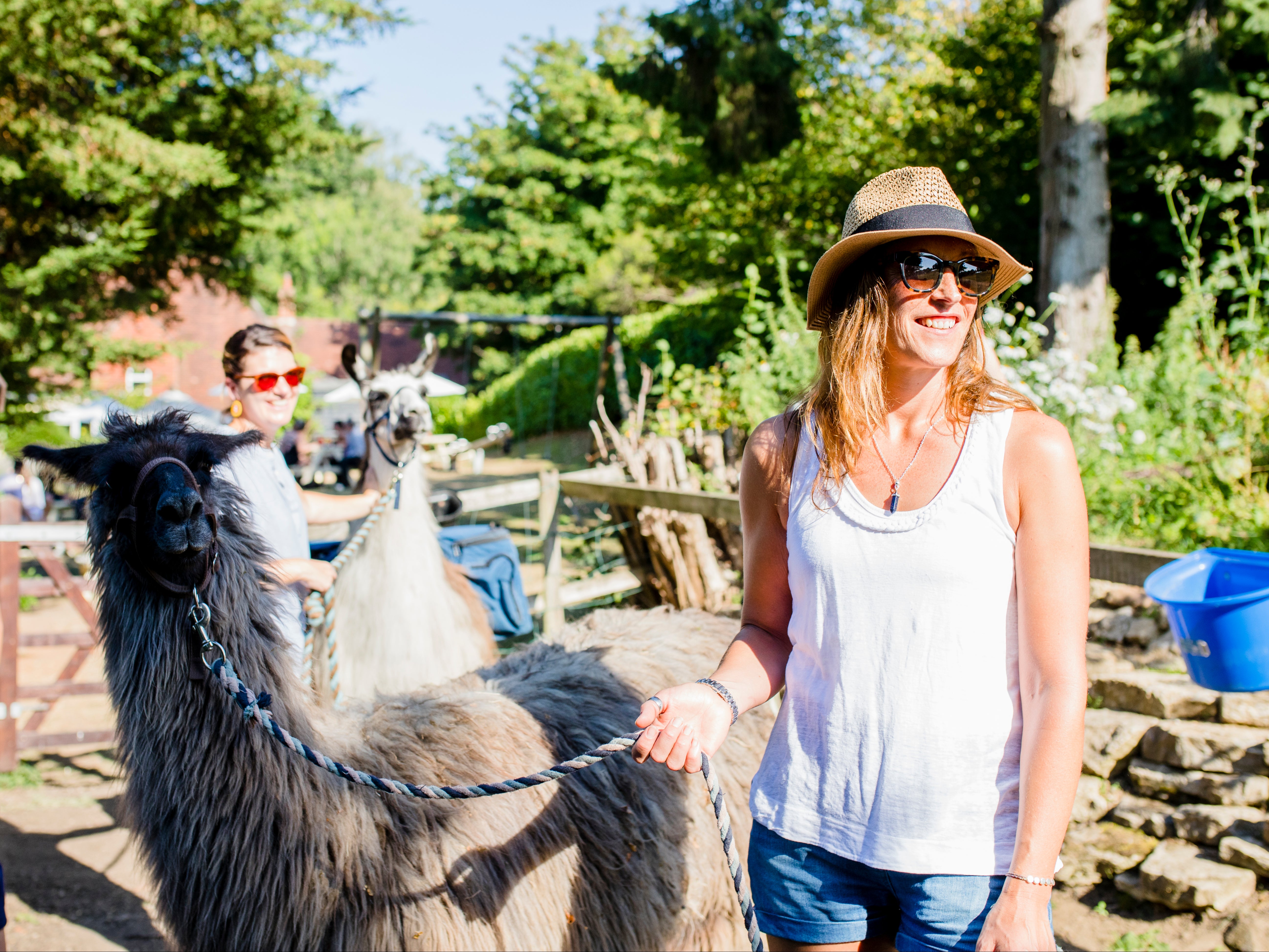 Go llama trekking at the Merry Harriers