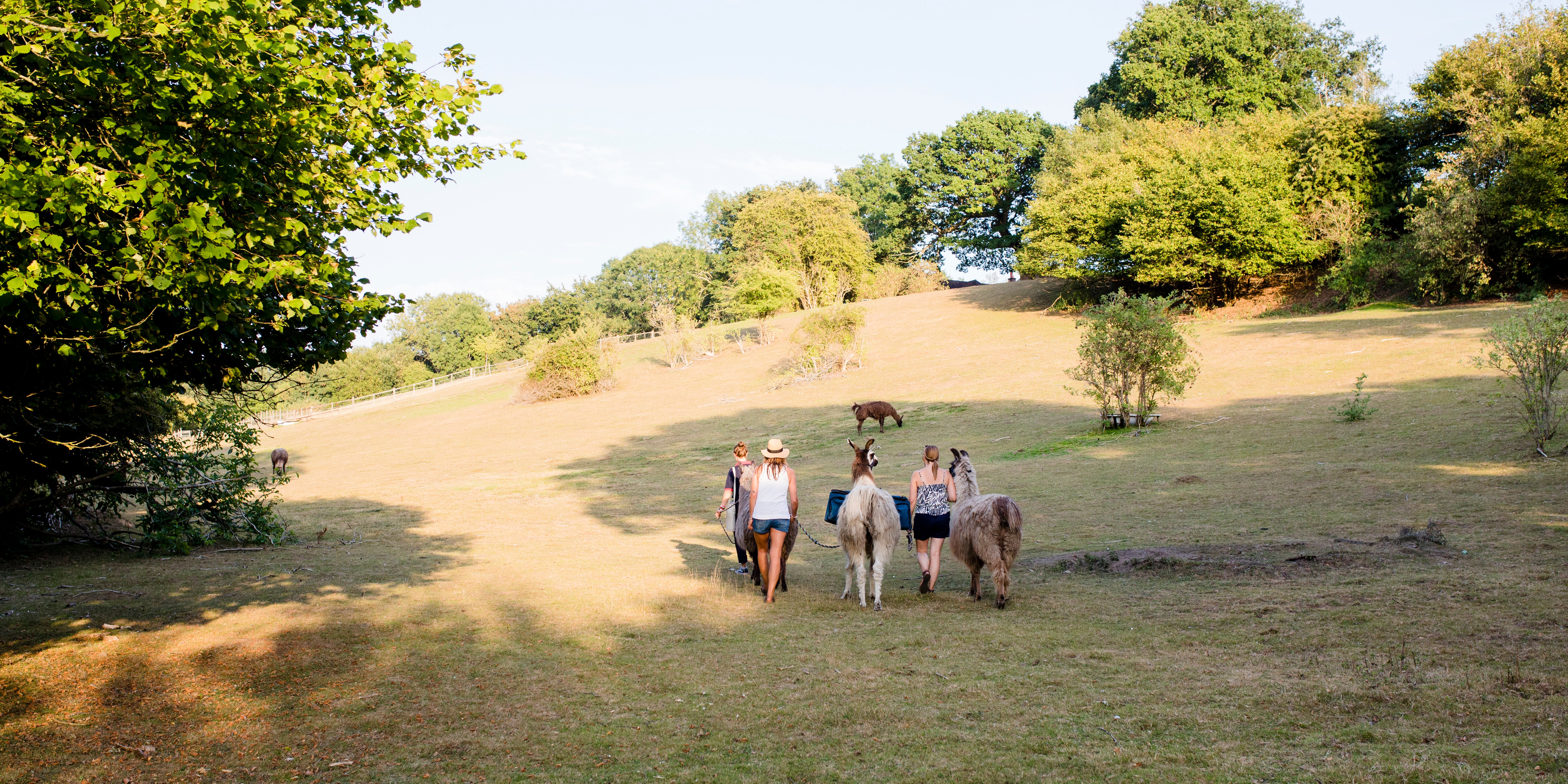 You can even go trekking with llamas