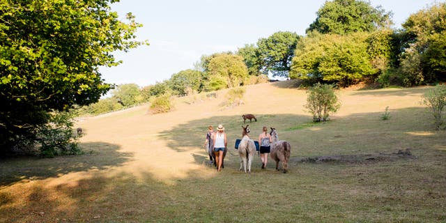 <p>You can even go trekking with llamas</p>