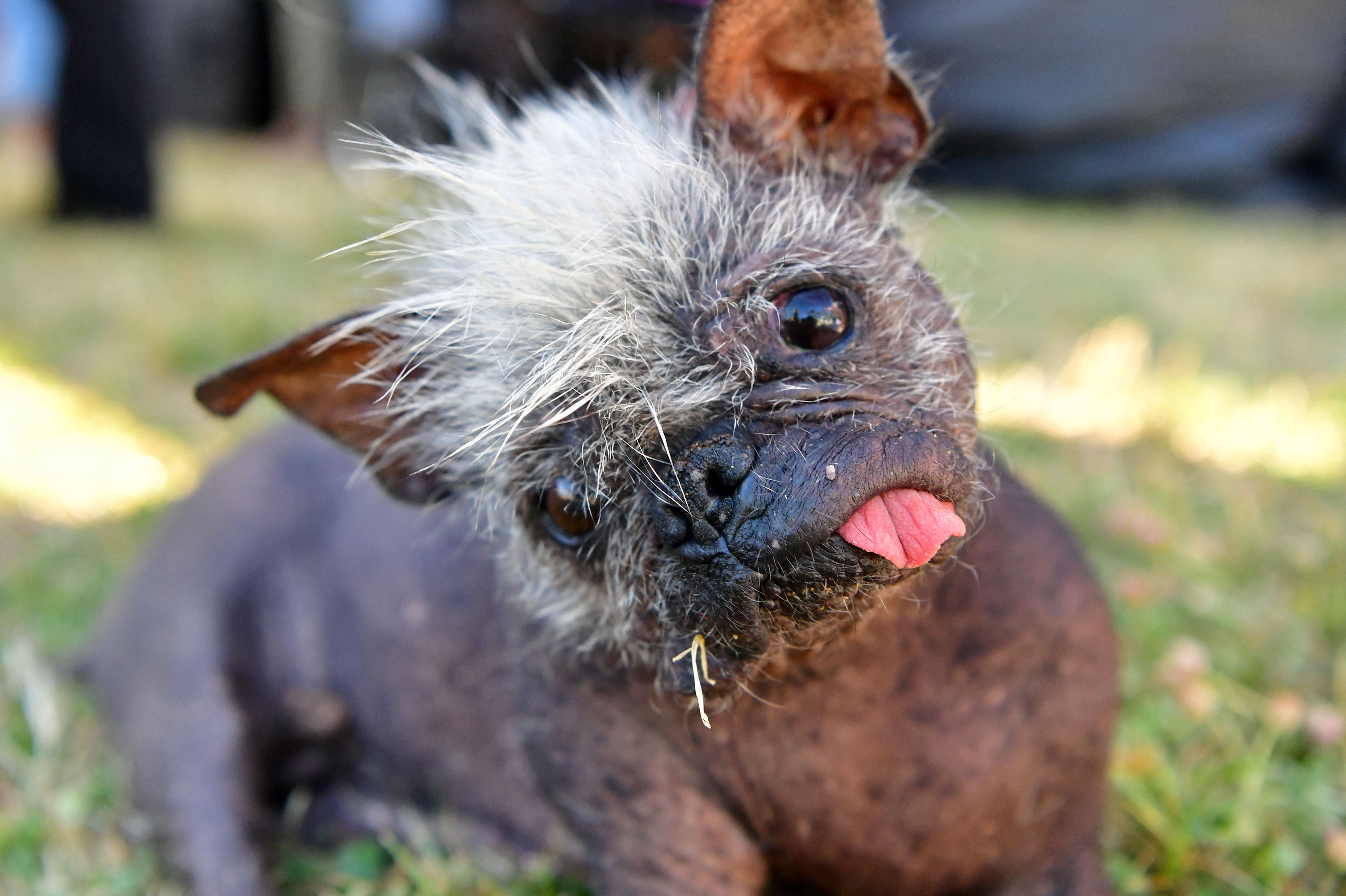 Mr Happy Face wins World’s Ugliest Dog award