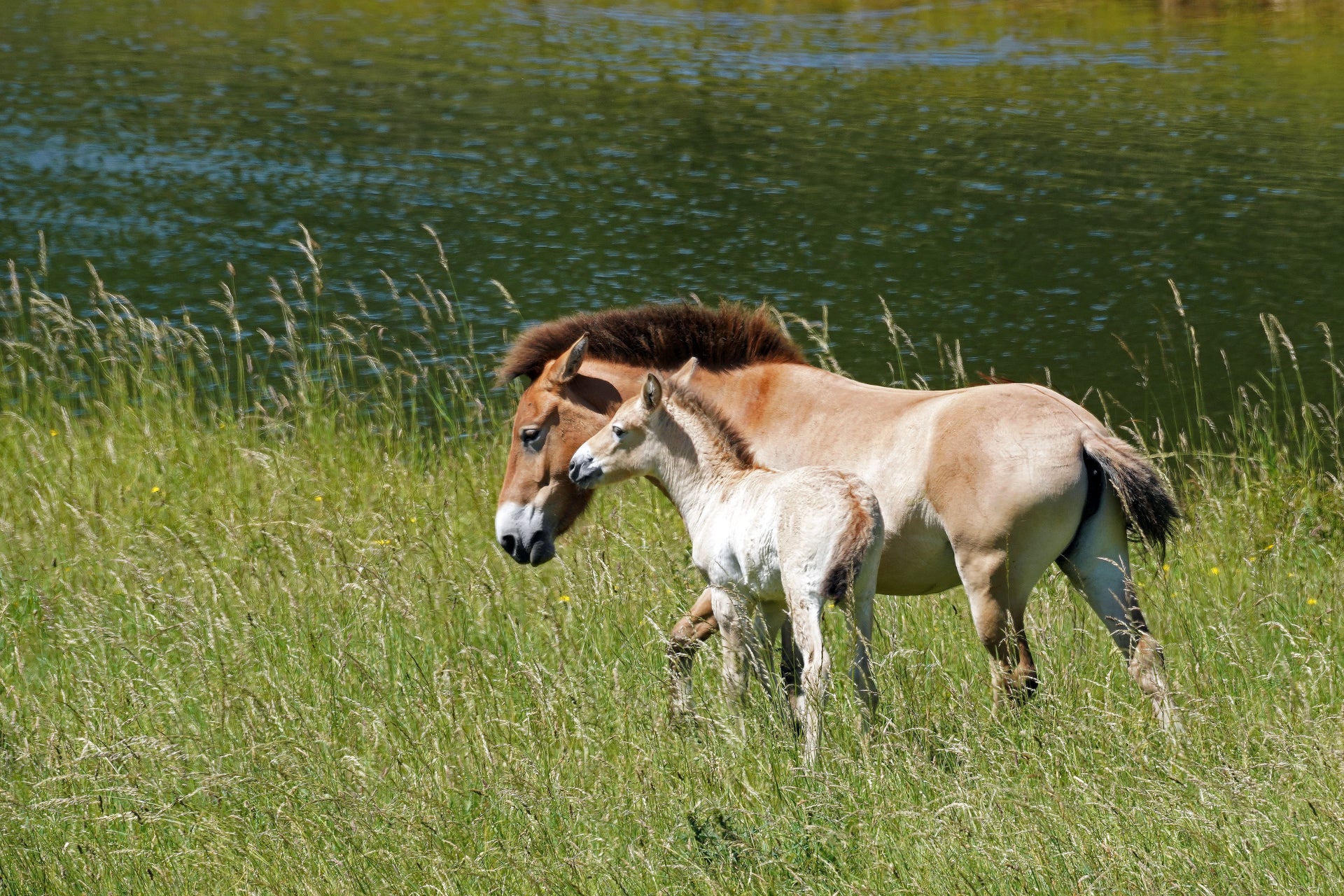 Rare Przewalski’s foal Basil (Marwell Wildlife/PA)