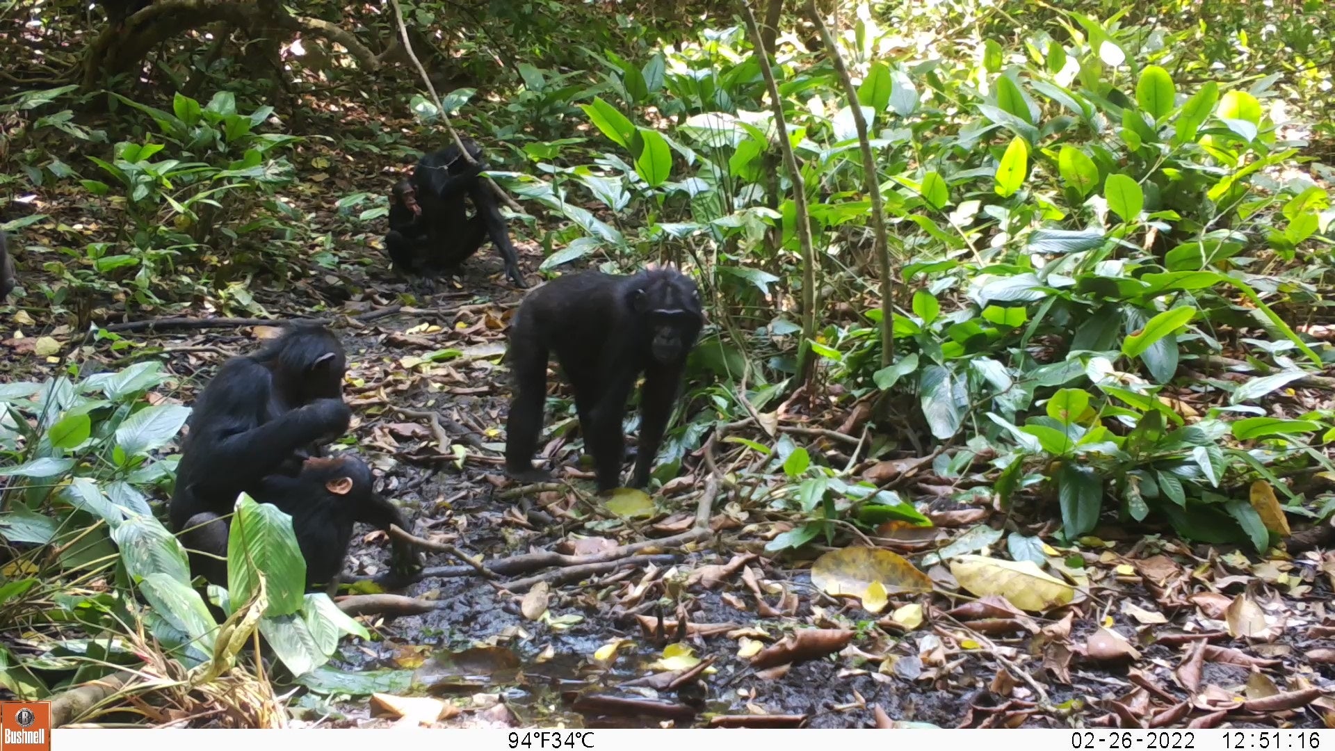 Chimpanzees in the Waibira community, Uganda