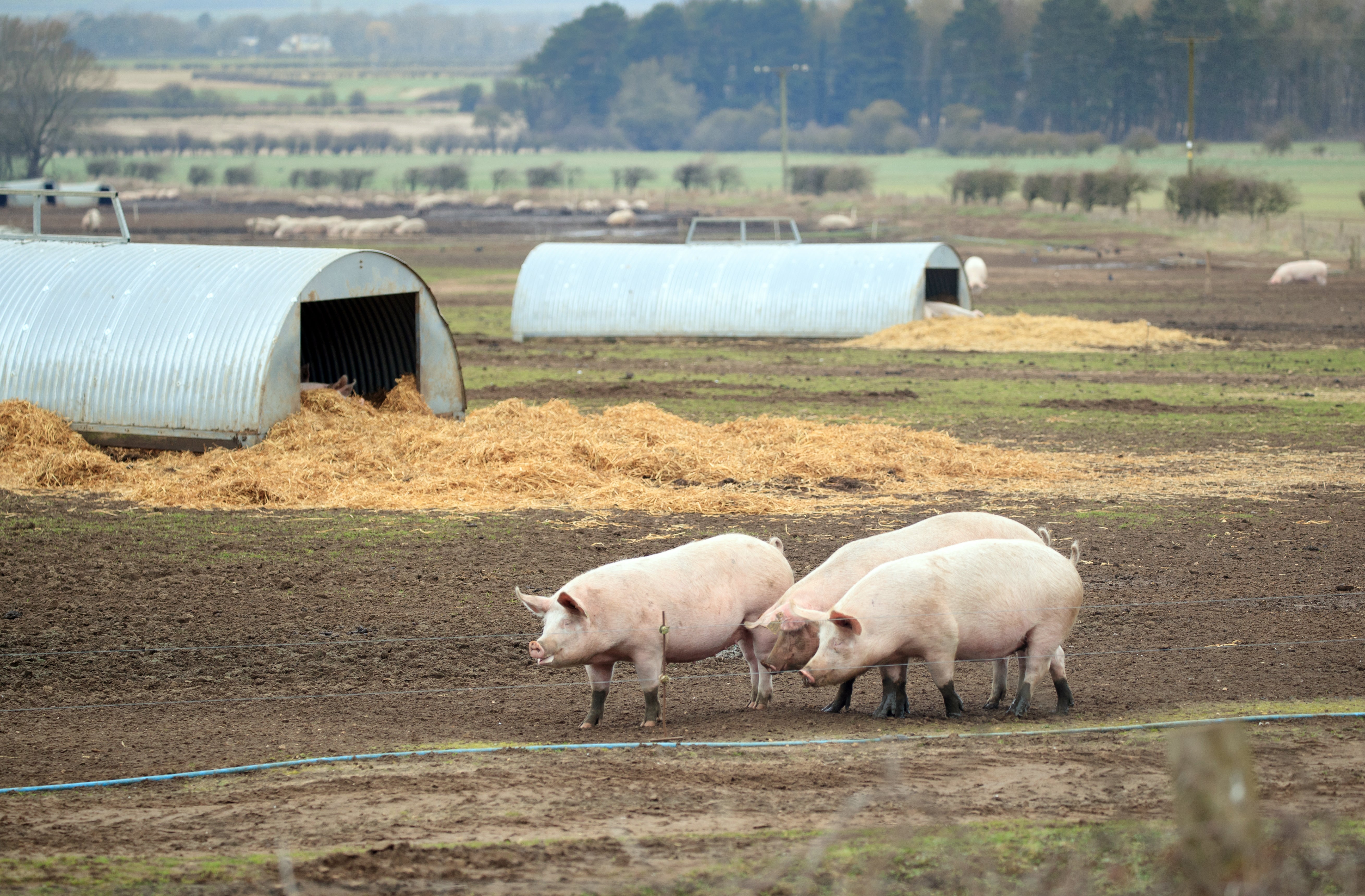 A highly antibiotic-resistant MRSA strain that arose in pigs ‘can jump to humans’ say researchers (Danny Lawson/PA)