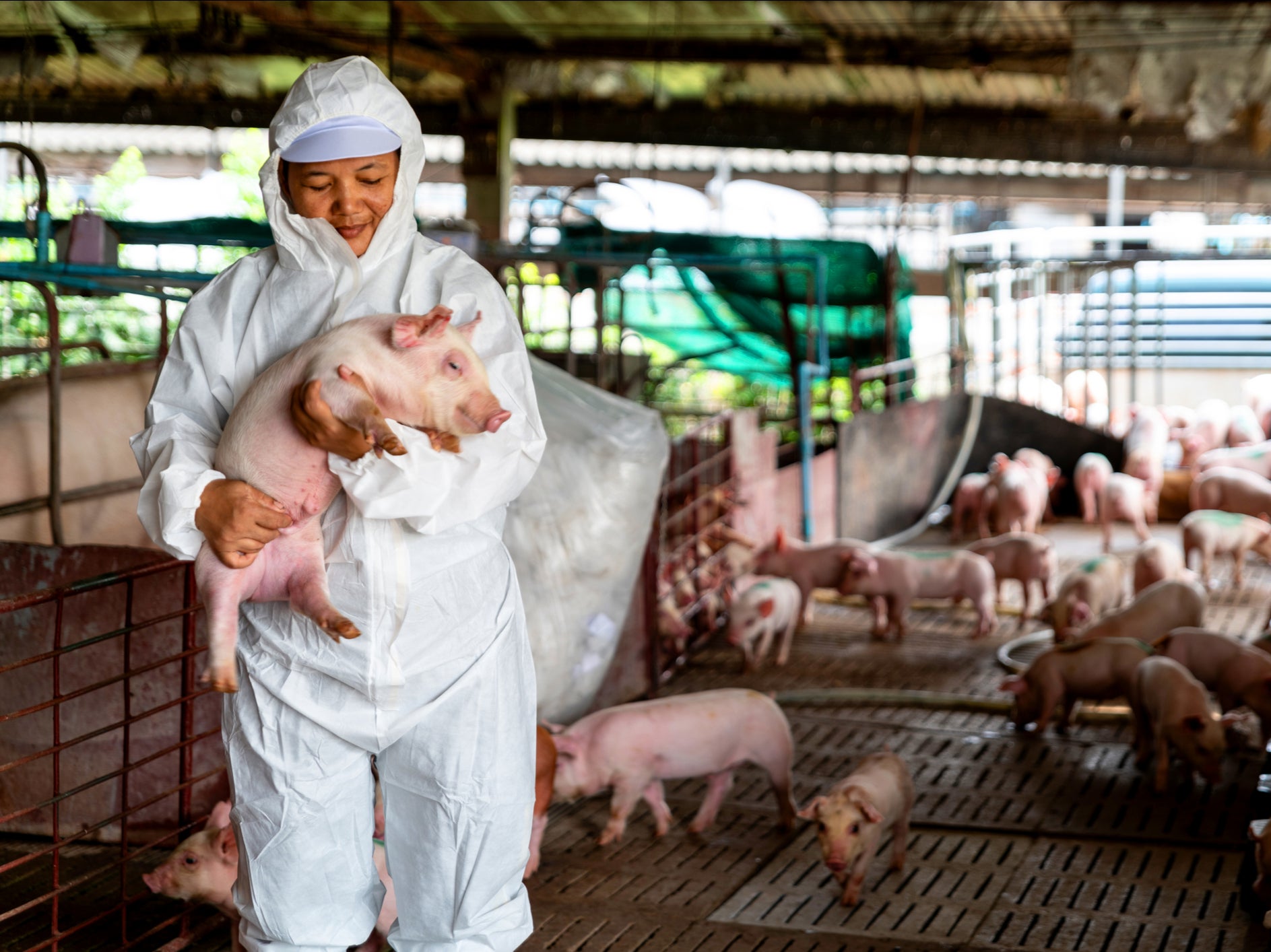 A vet examines a pig at a farm in Denmark. Ninety per cent of all Danish herds now have MRSA, which is symptomless in pigs, up from 5 per cent in 2008