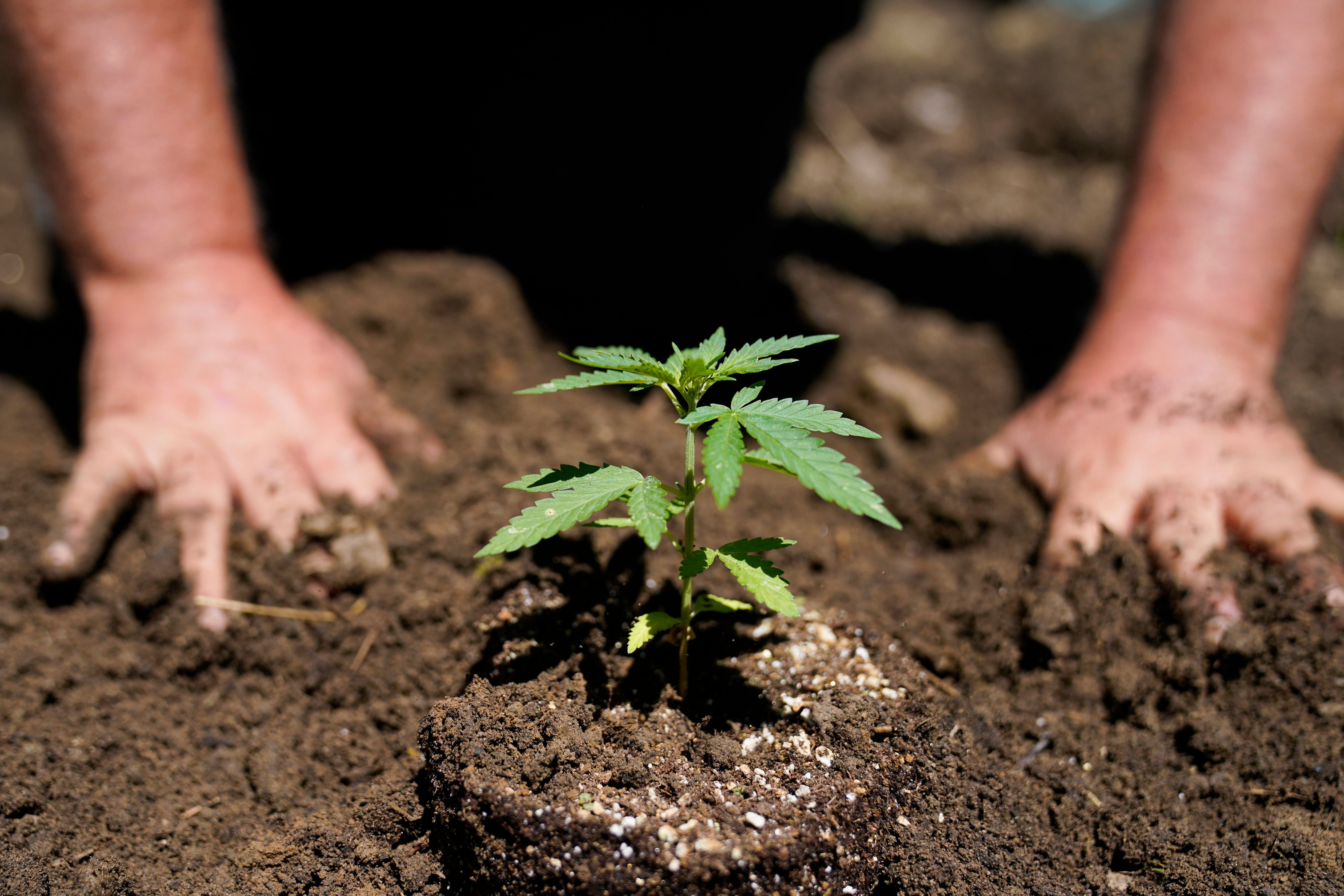 New York First Marijuana Crop