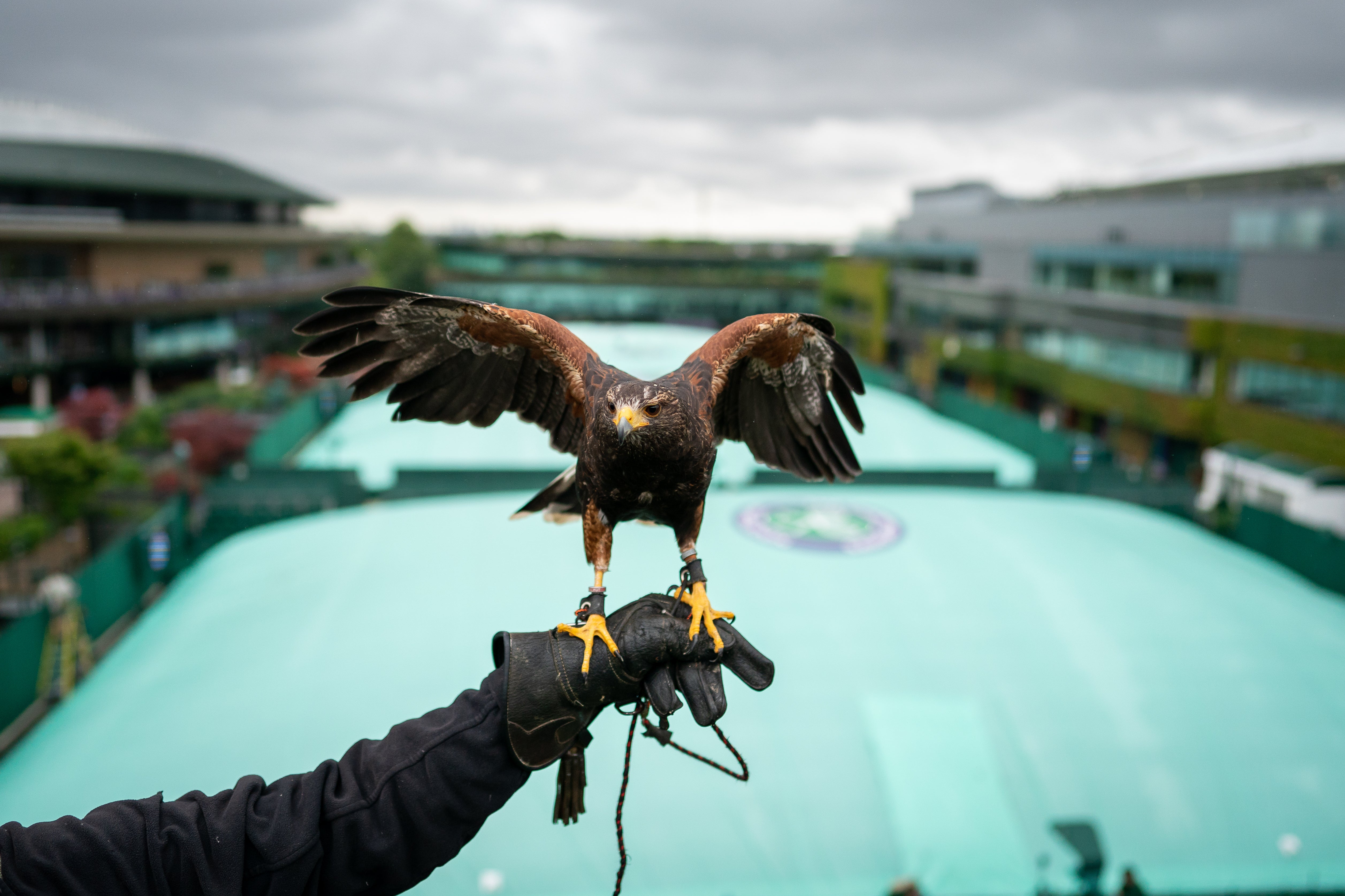 Due to their high level of intelligence, the Harris hawk is used to clear pigeons at Wimbledon tennis tournament (Aaron Chown/PA)