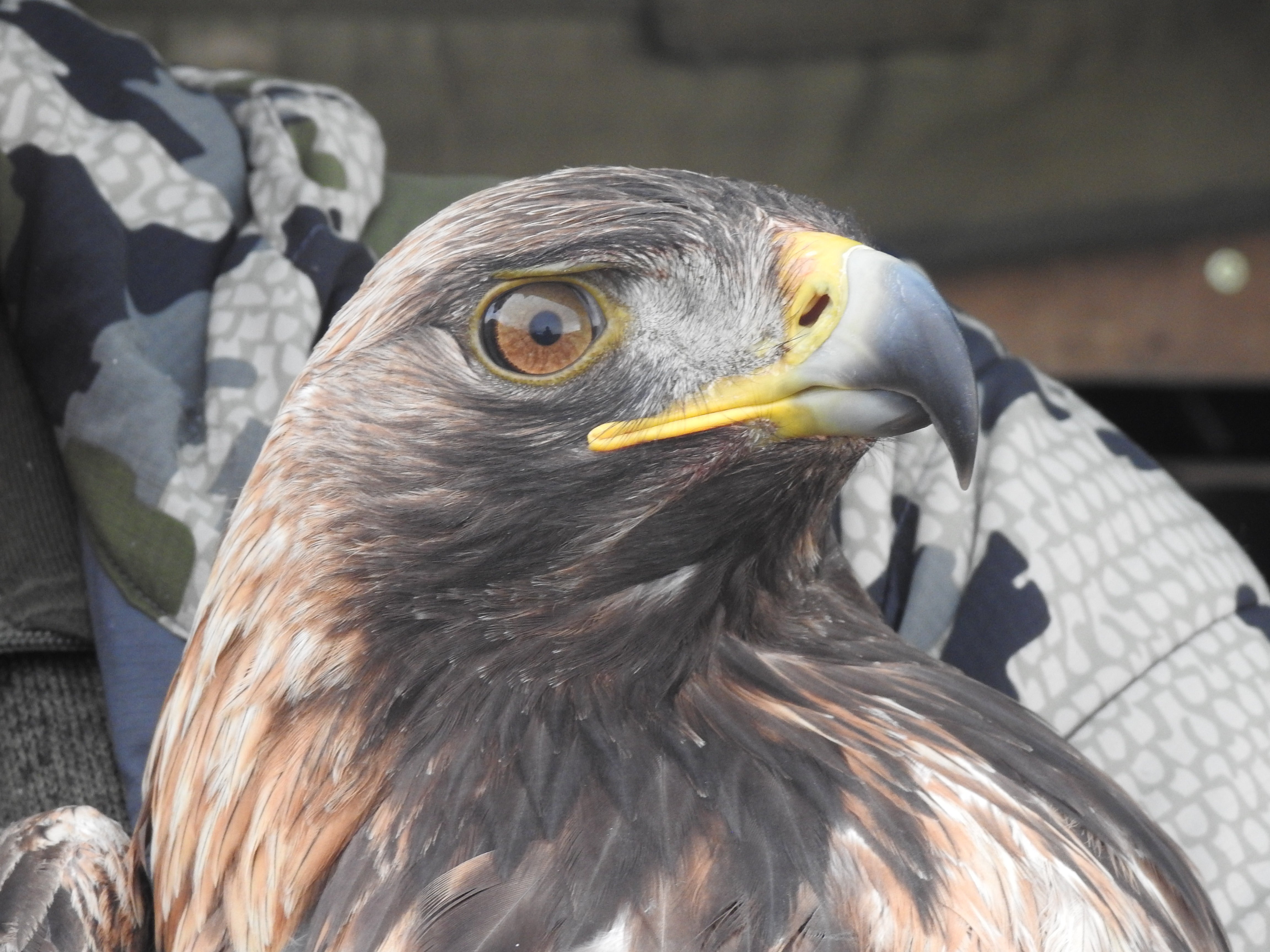 The golden eagle population in the south of Scotland has reached new heights, conservationists have said, with the highest number recorded in the area since the early 19th century (South of Scotland Golden Eagle Project/PA)