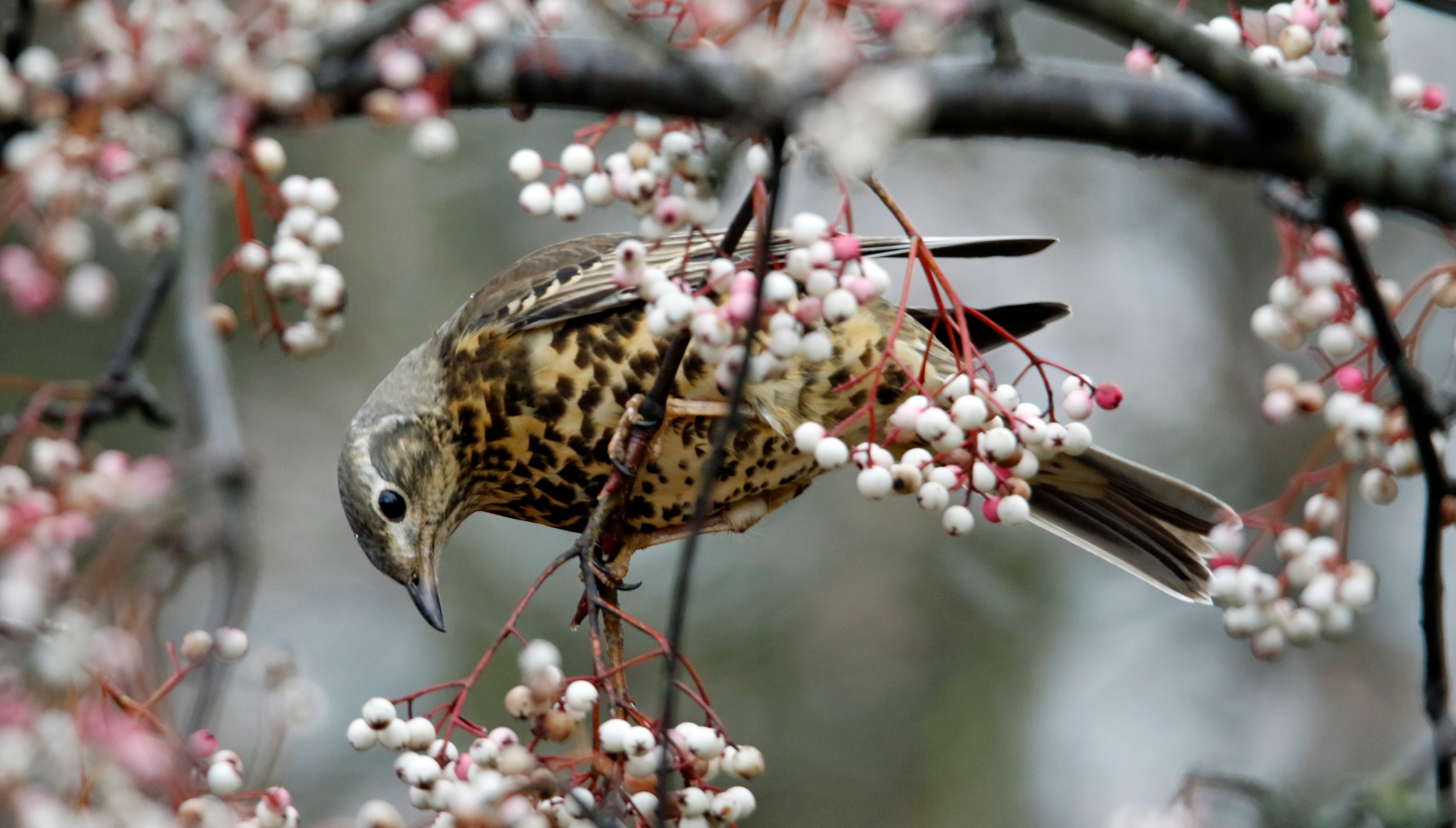 Along with Ireland and Malta, the UK has the most depleted wildlife wealth in Europe