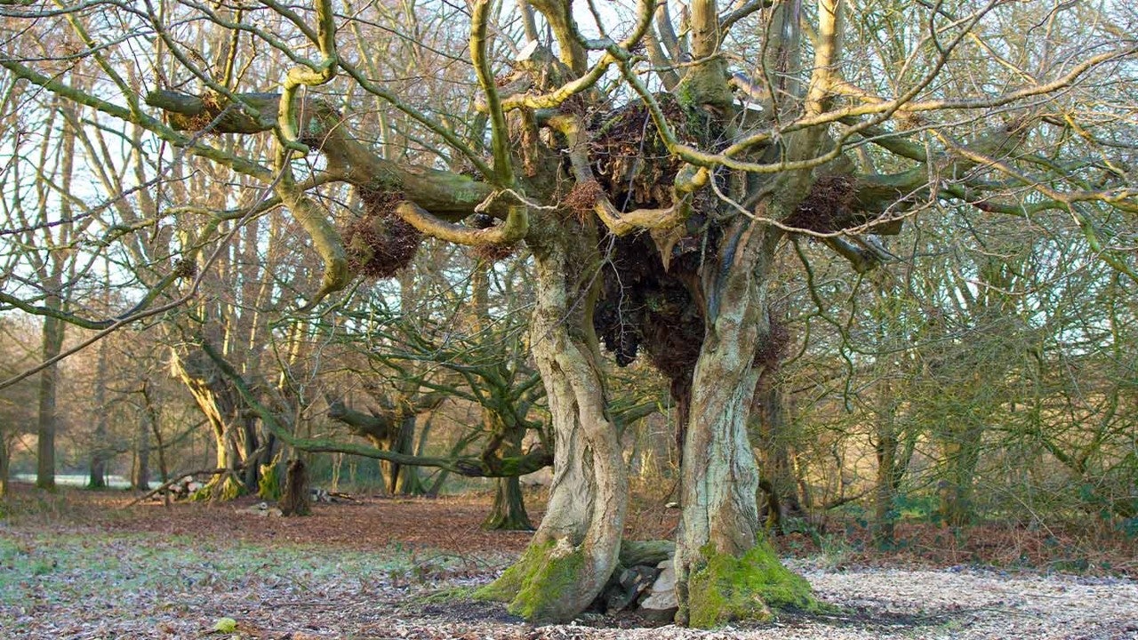 Ancient hornbeam (Tom Reed/WTML/PA)