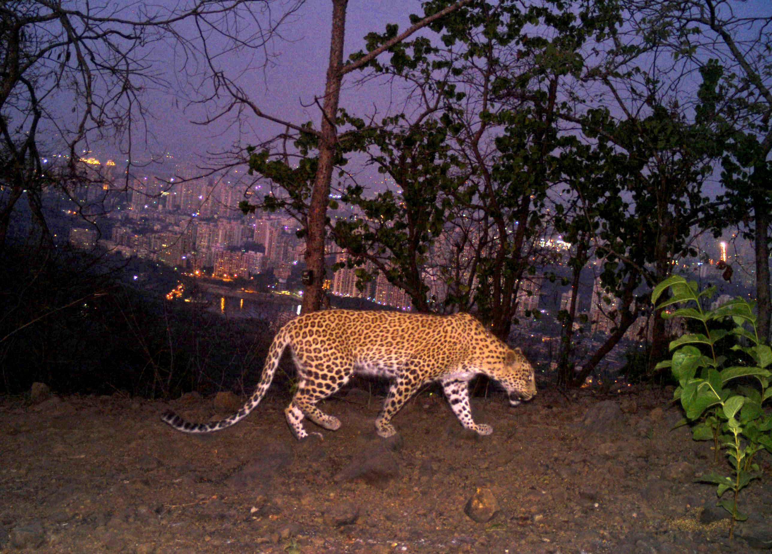 Big Cats In Big Cities
