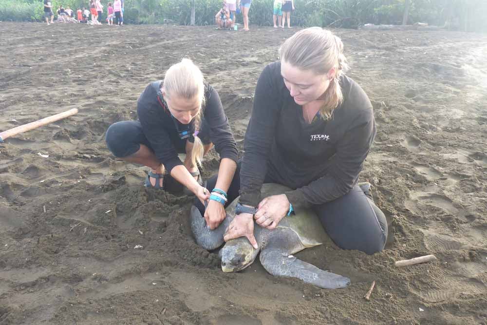 The turtles are tagged so that Christine’s team can track them. (Collect/PA Real Life)