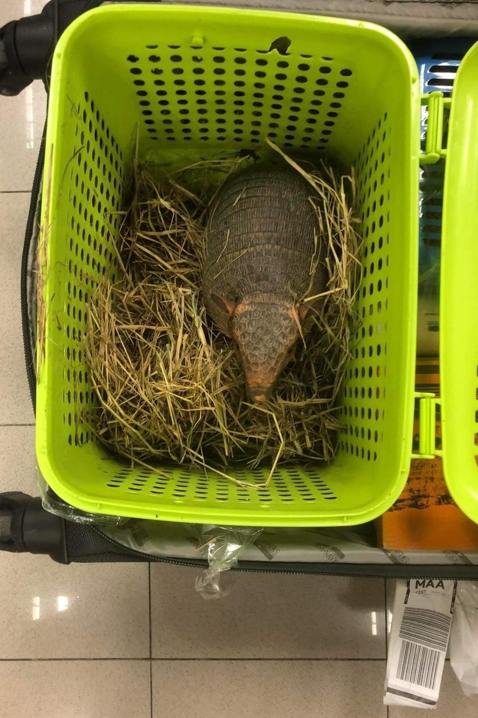 One of the ‘dehydrated’ armadillos after rescue