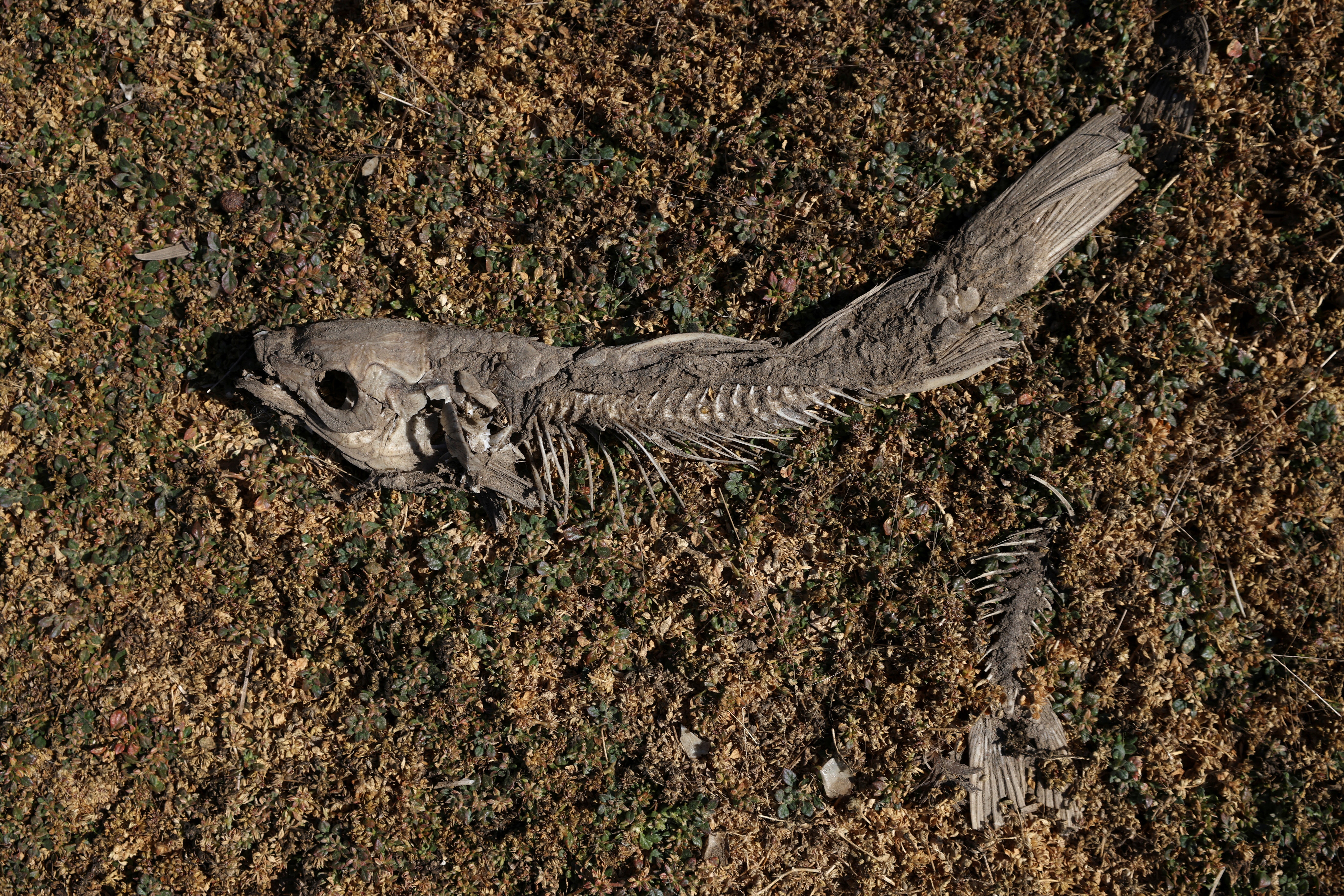 A dead fish lies in the dried-up lake