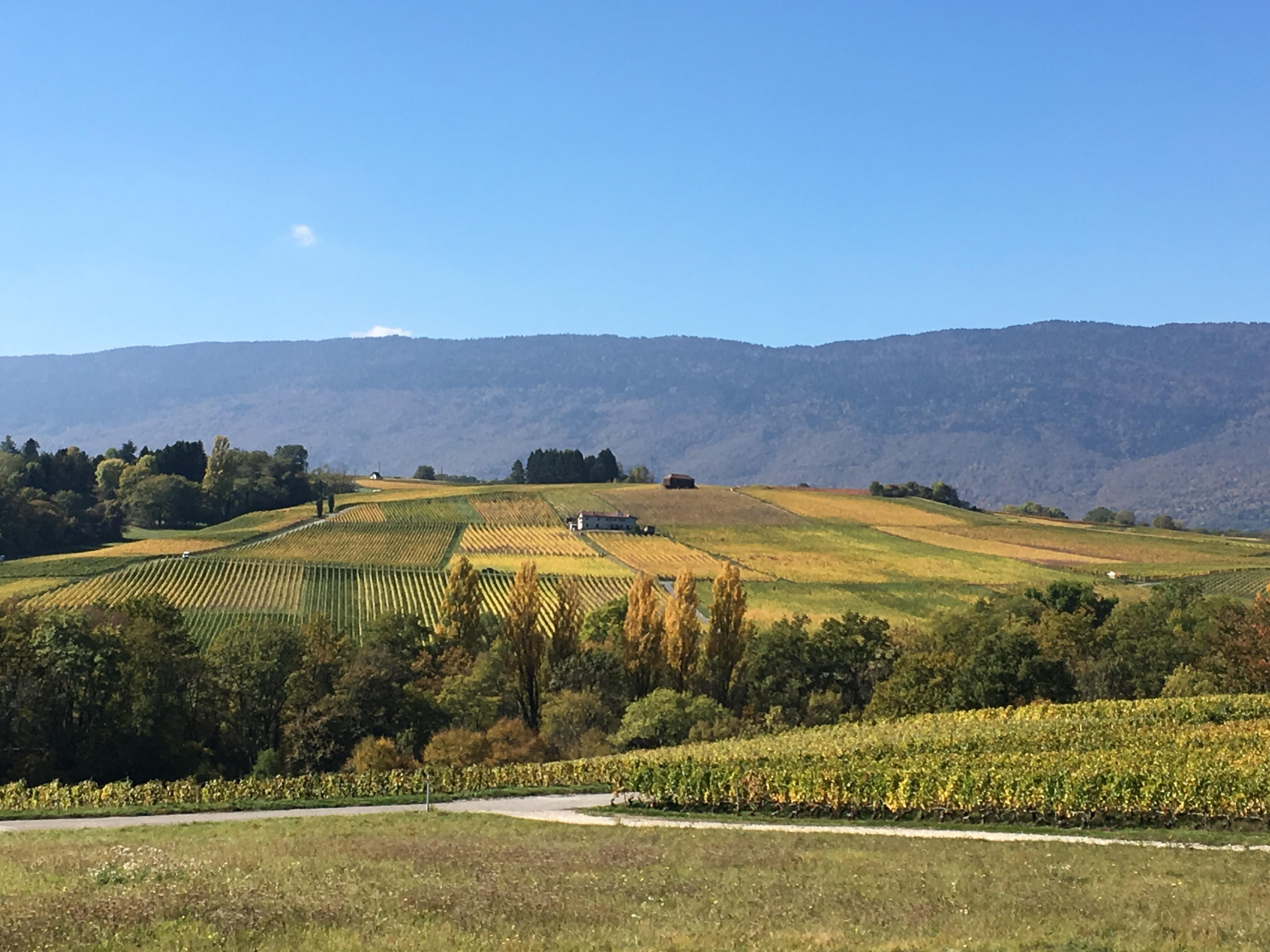 Dardagny is Switzerland’s third-largest wine producing canton