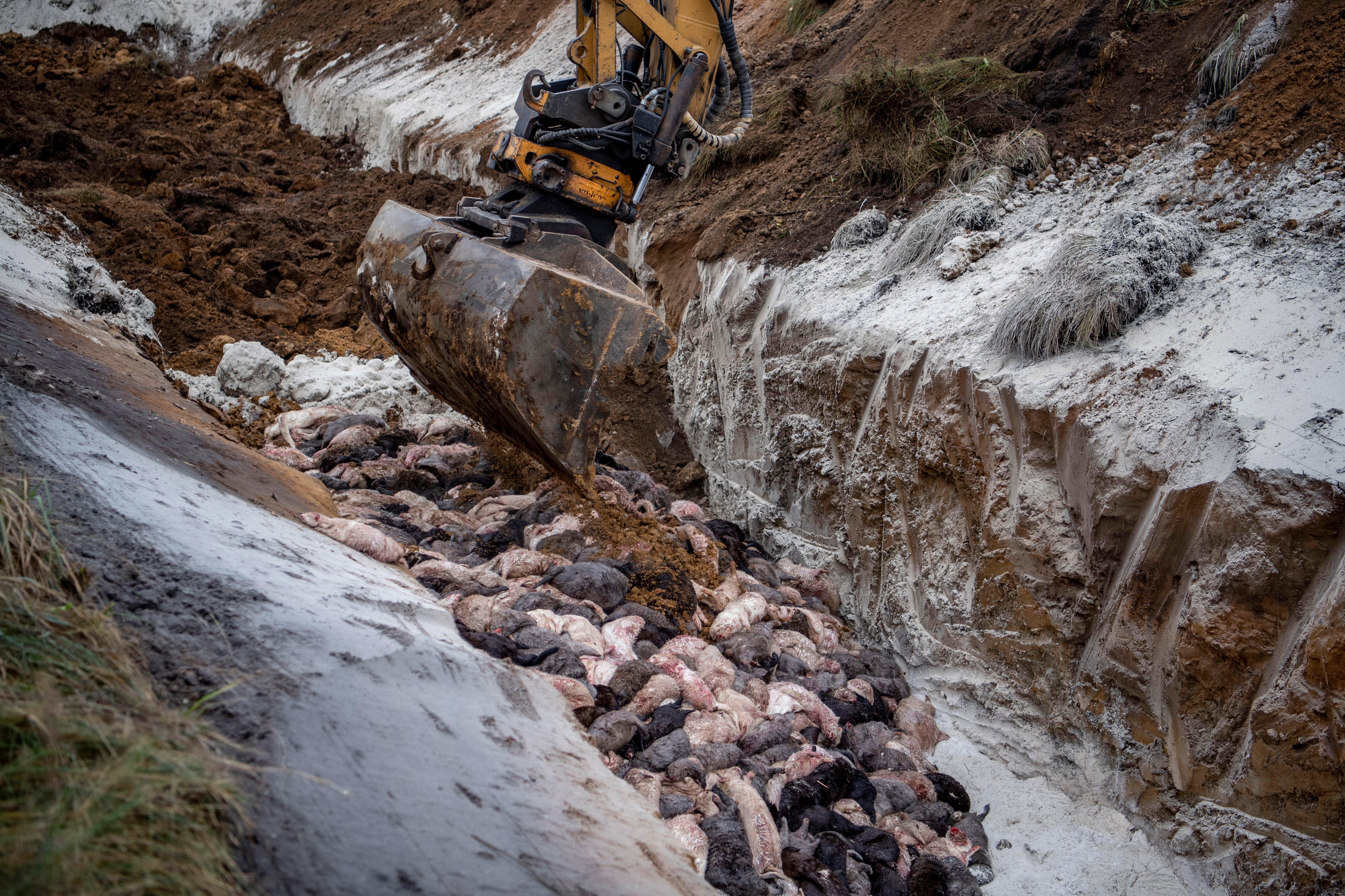 Denmark Mink Cull