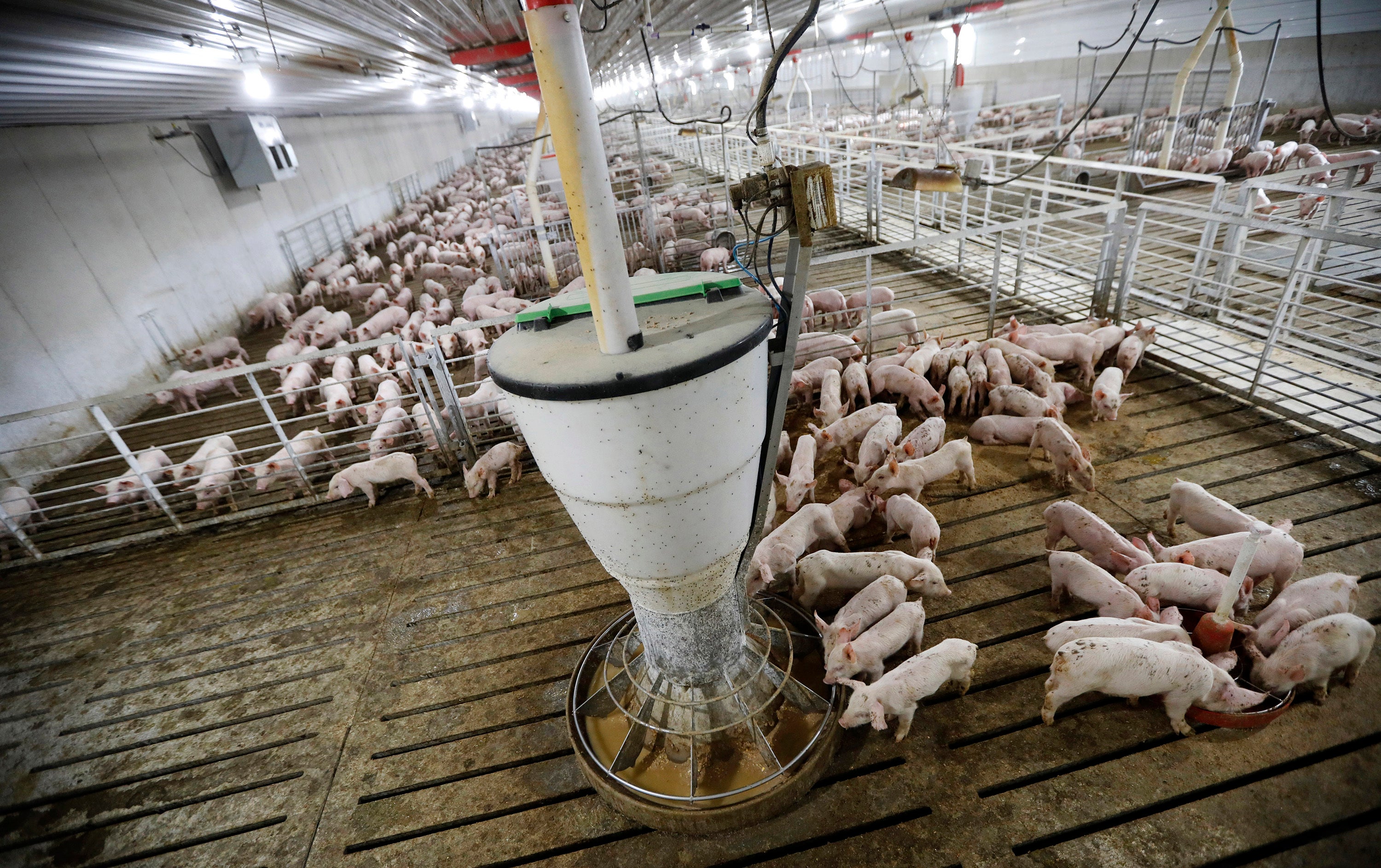 Pig Farm Lawsuits Iowa