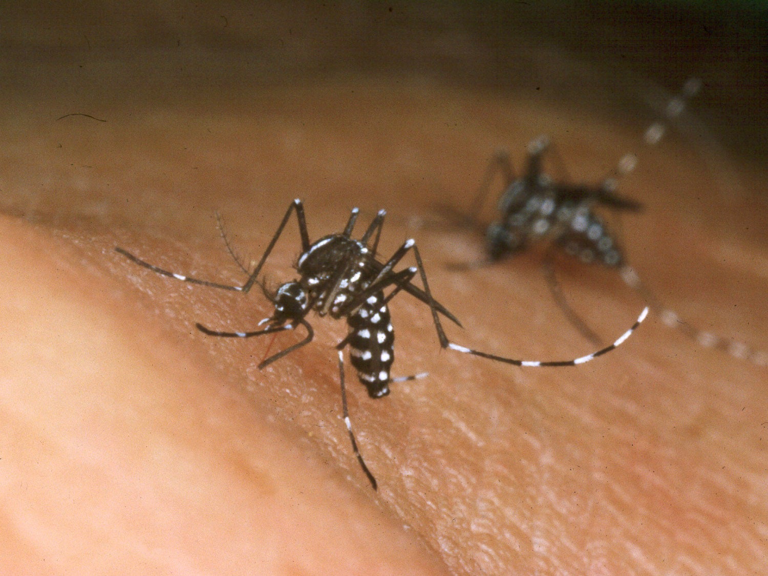 An Asian tiger mosquito feeds from the blood from a person