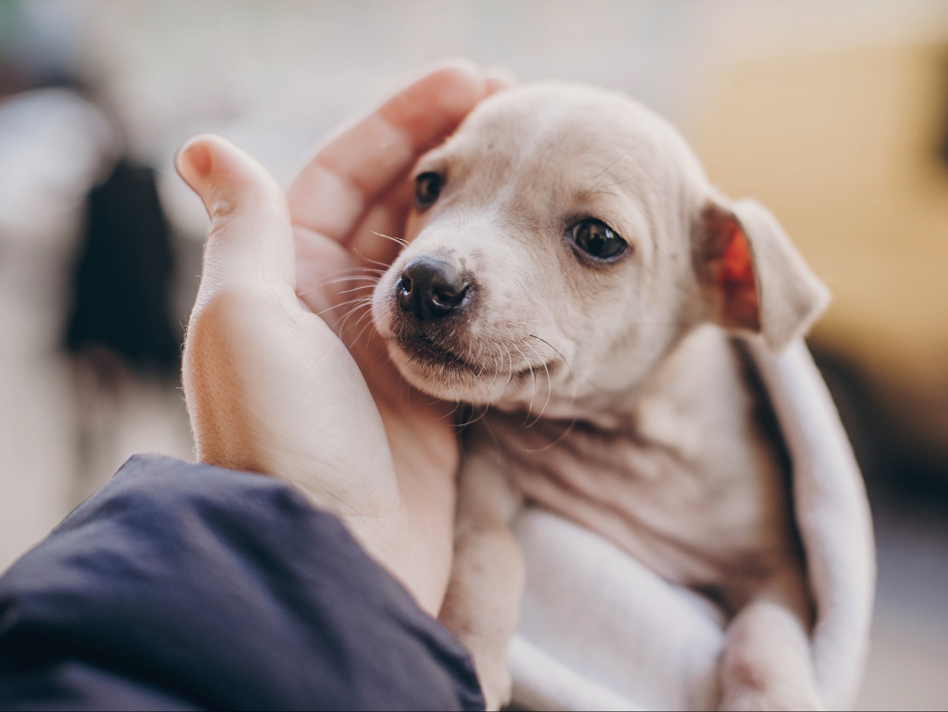 The living cells have been spreading from dog to dog for millennia