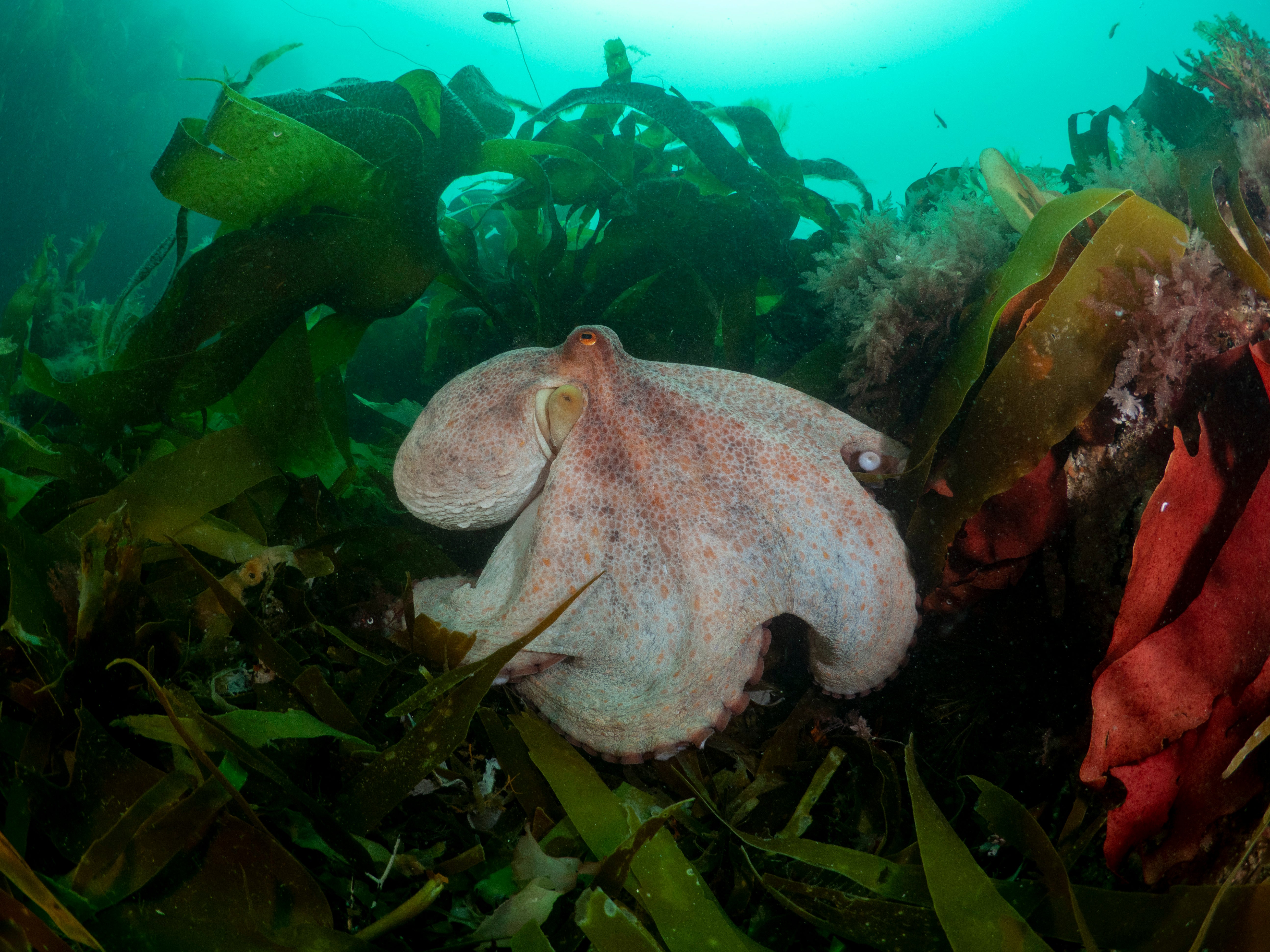 The large body of a common octopus