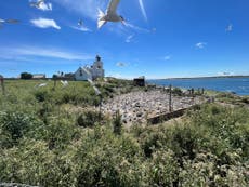 Bird flu could have a ‘devastating impact’ on UK’s seabirds, RSPB warns