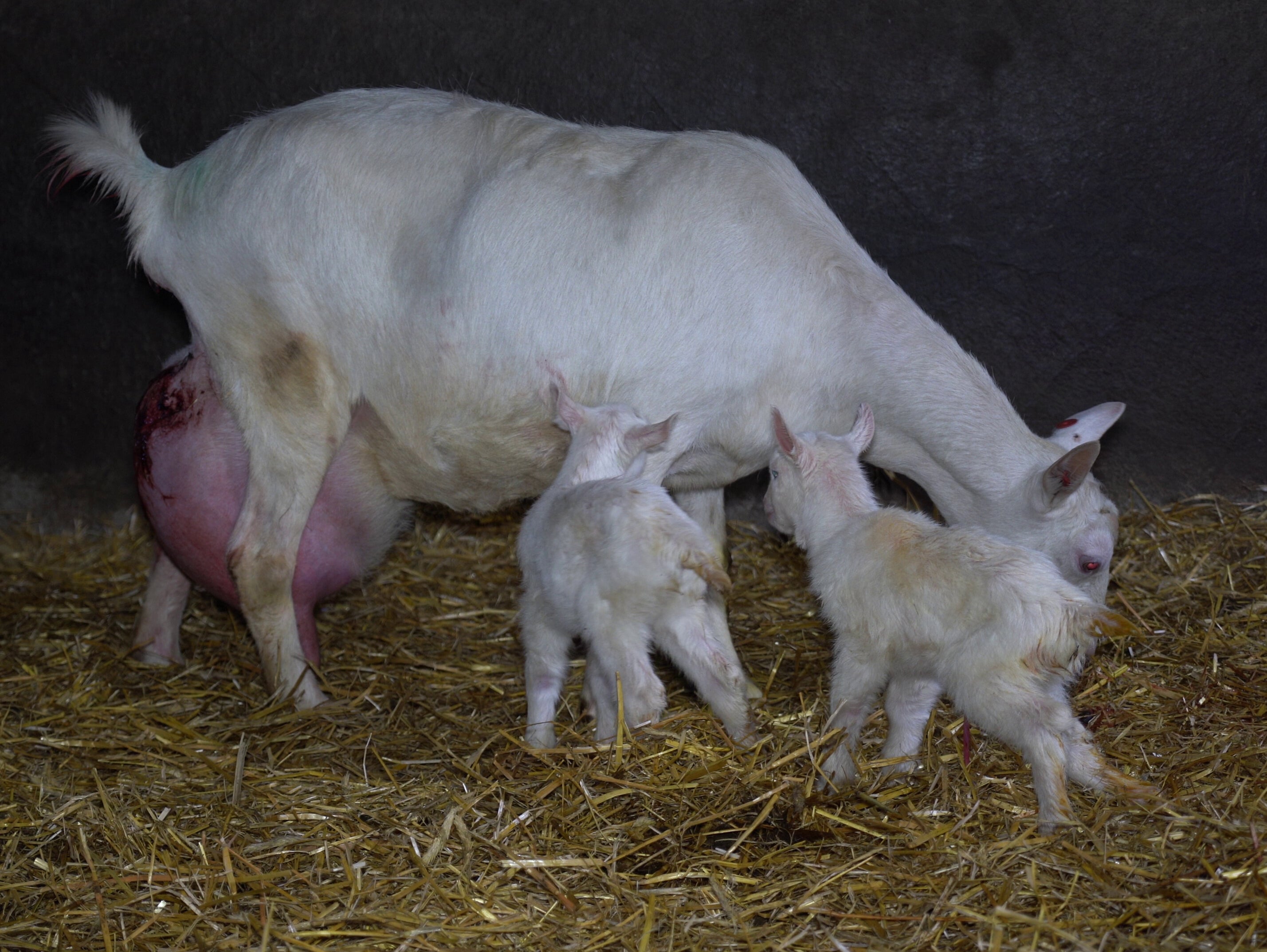 A nanny with distended udder