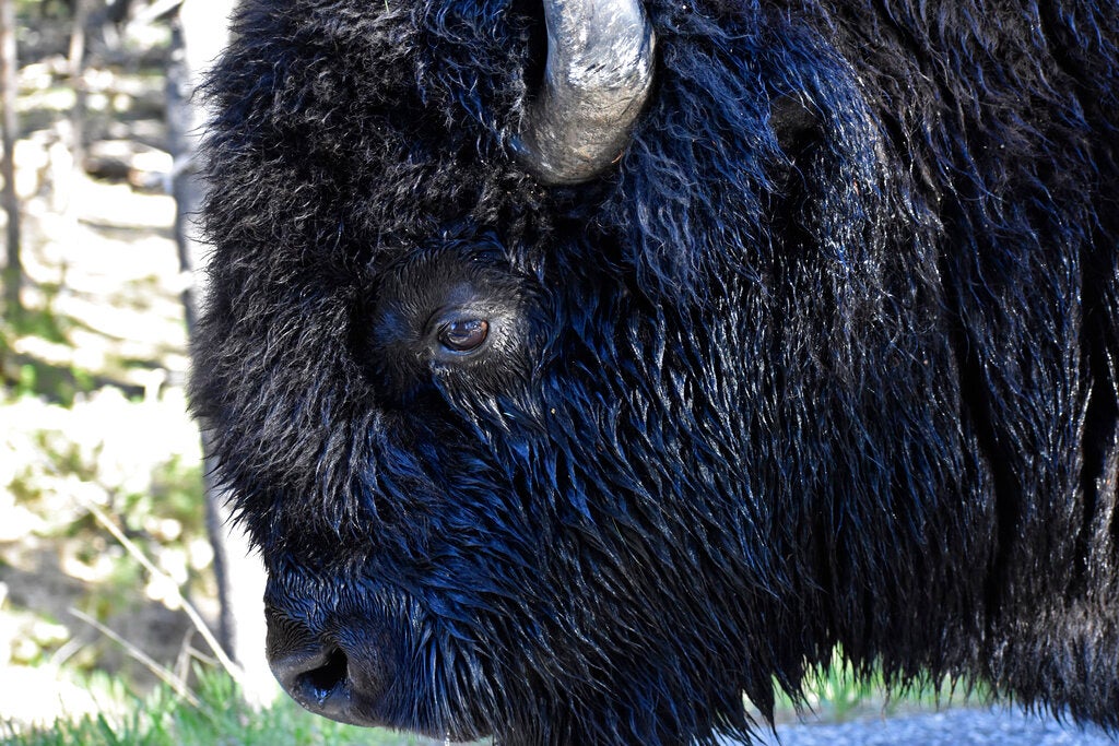 A bison is seen walking along a road in Wyoming's Hayden Valley, on Wednesday, June 22, 2022, in Yellowstone National Park.