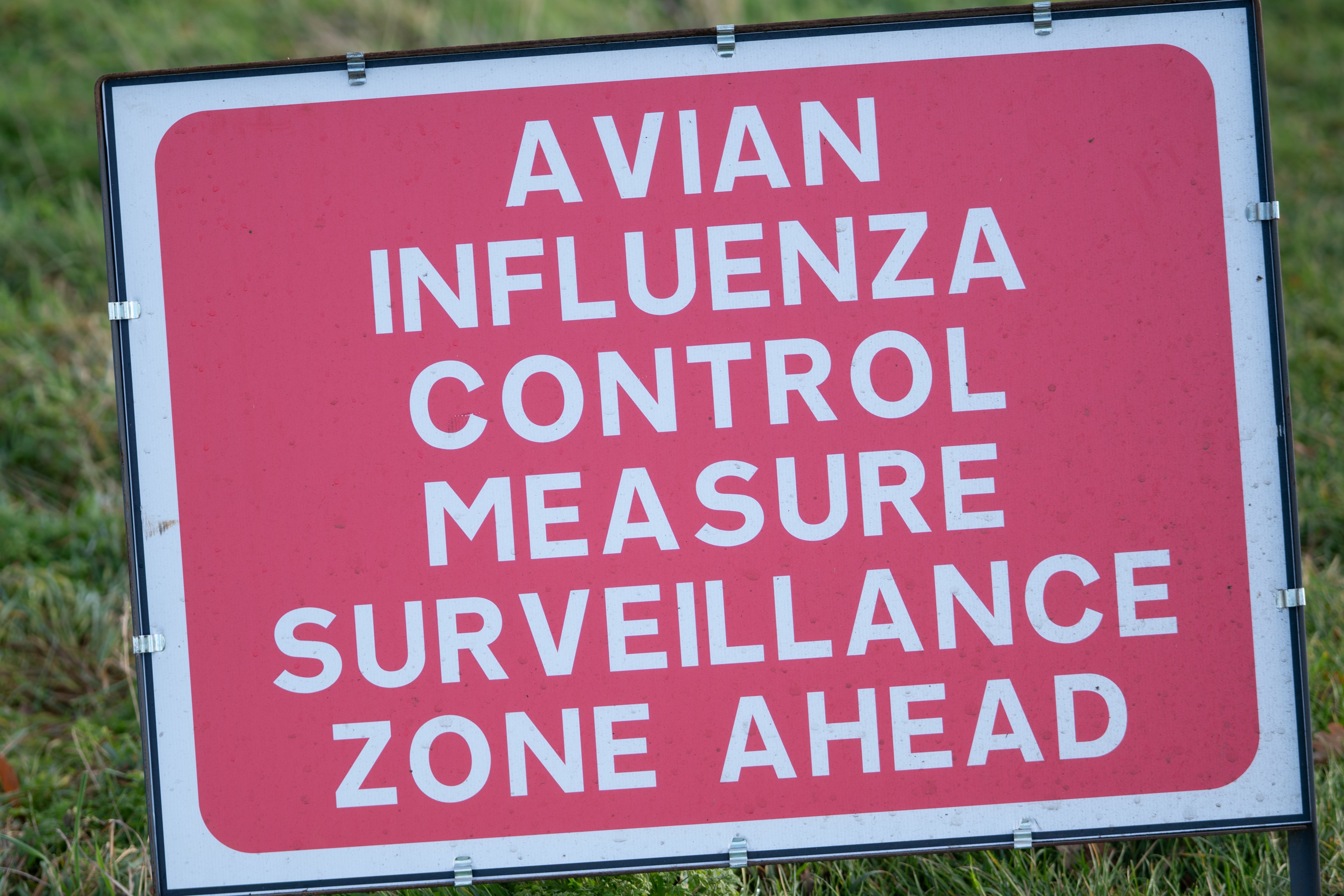 There are currently two disease control zones around Bexhill and Hastings in East Sussex due to outbreaks of avian flu (Joe Giddens/PA)