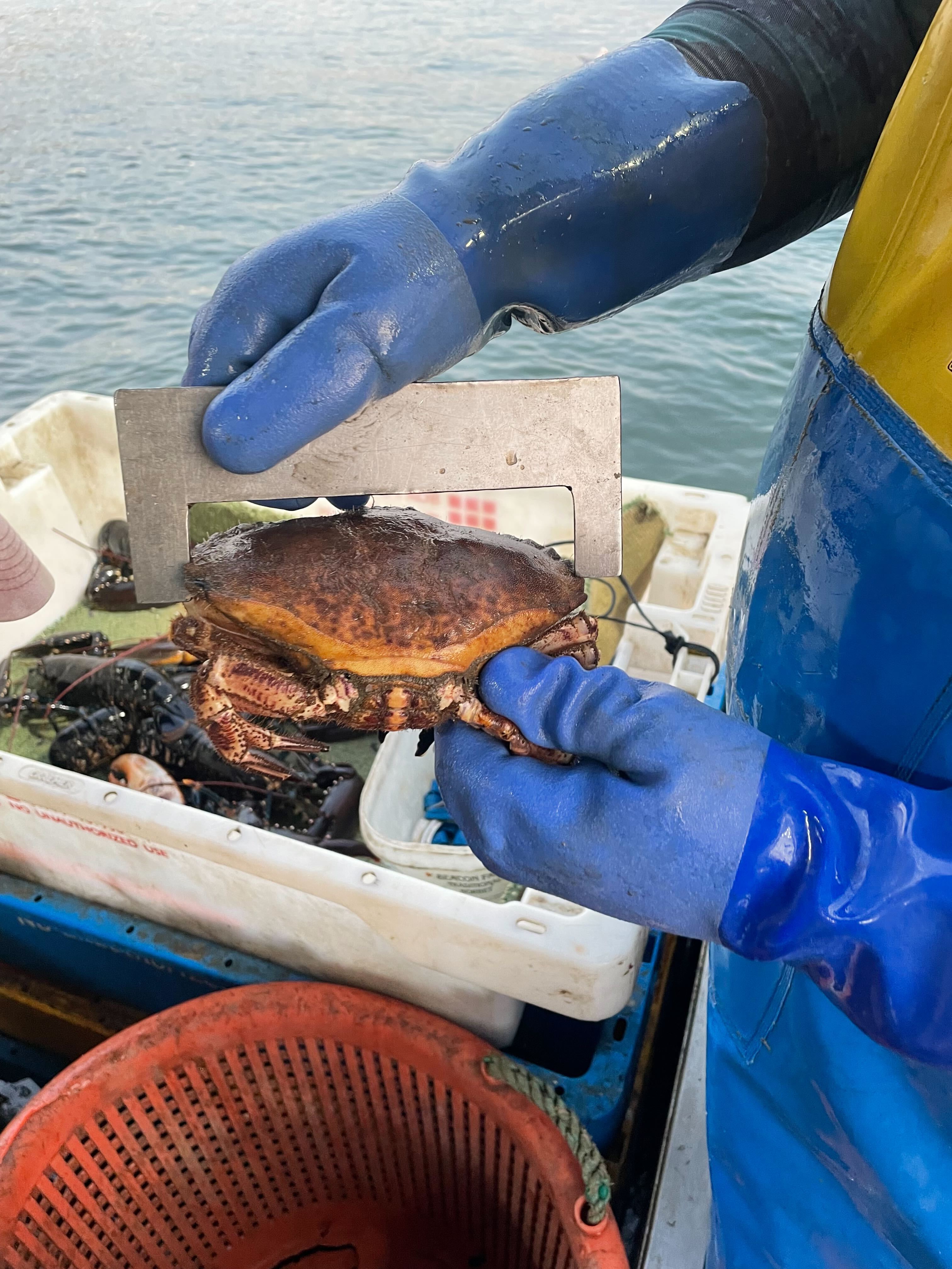 Measuring crabs on the Olivia Rose