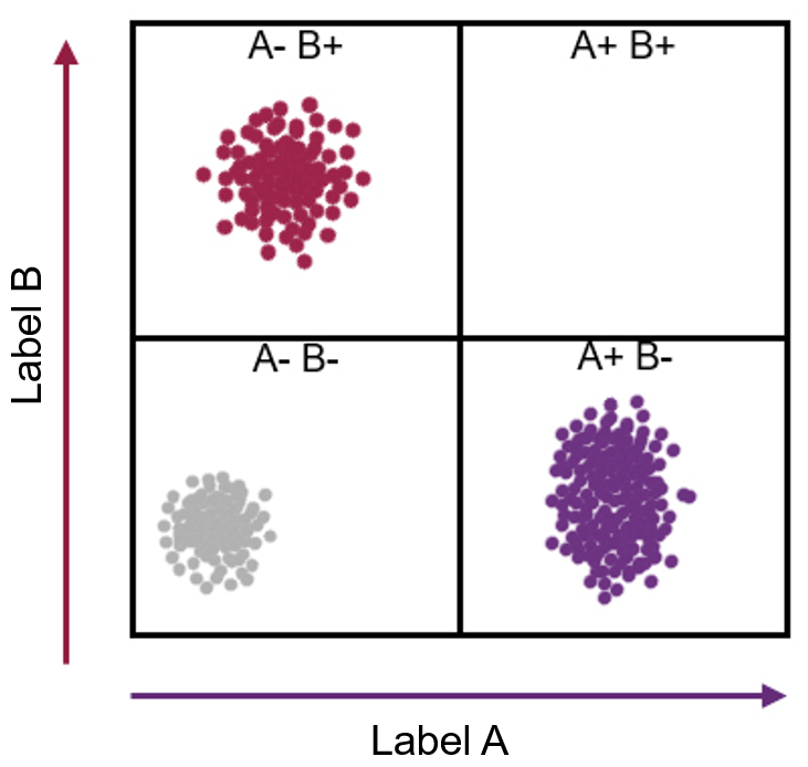 Illustration of cell identification process according to protein characteristics