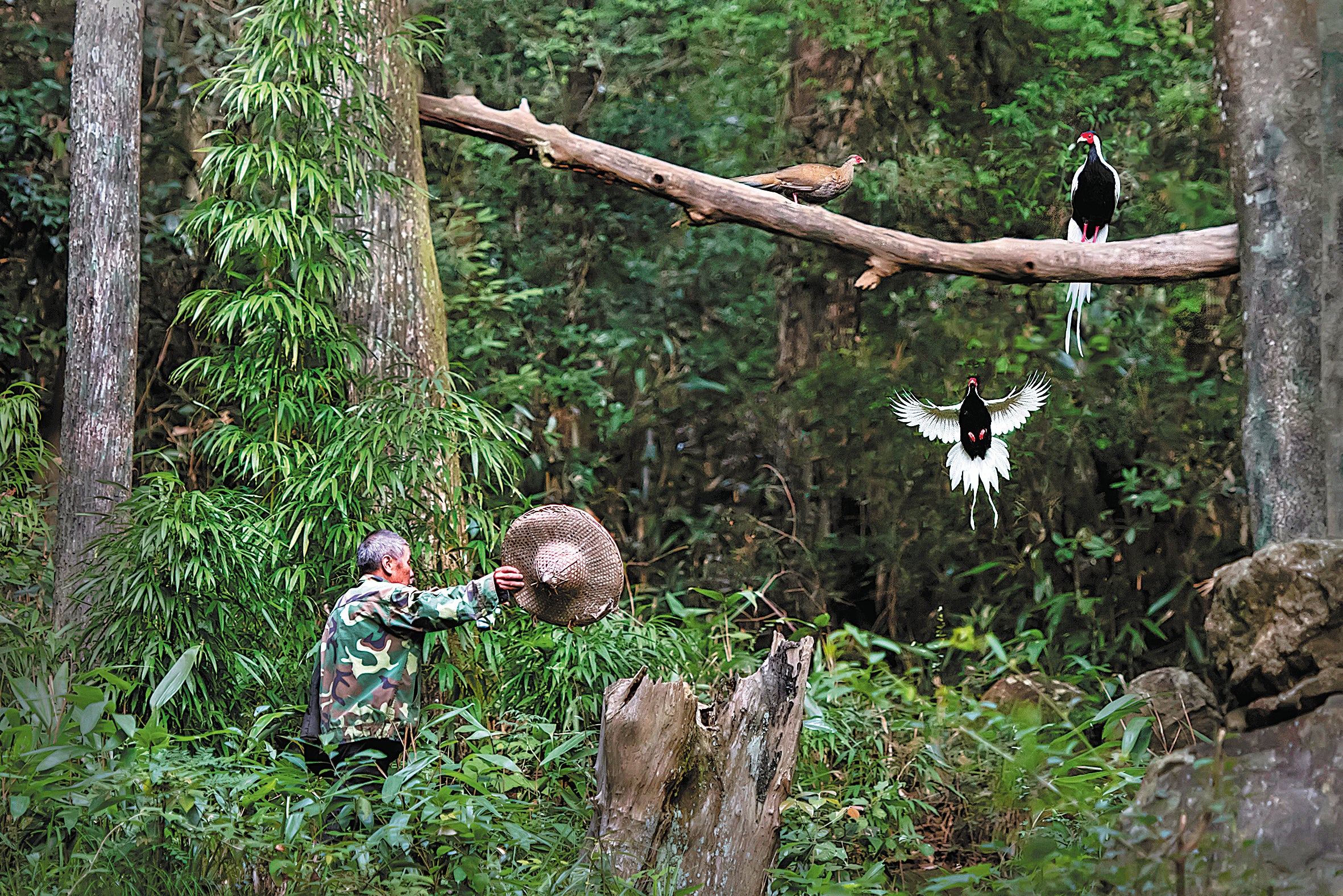 Yang Meilin attracts silver pheasants.