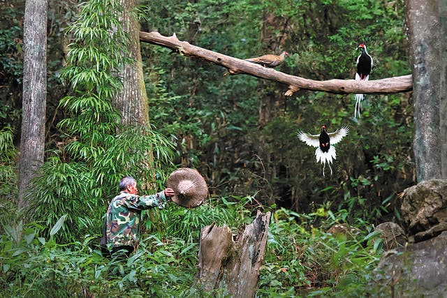 <p>Yang Meilin attracts silver pheasants. </p>