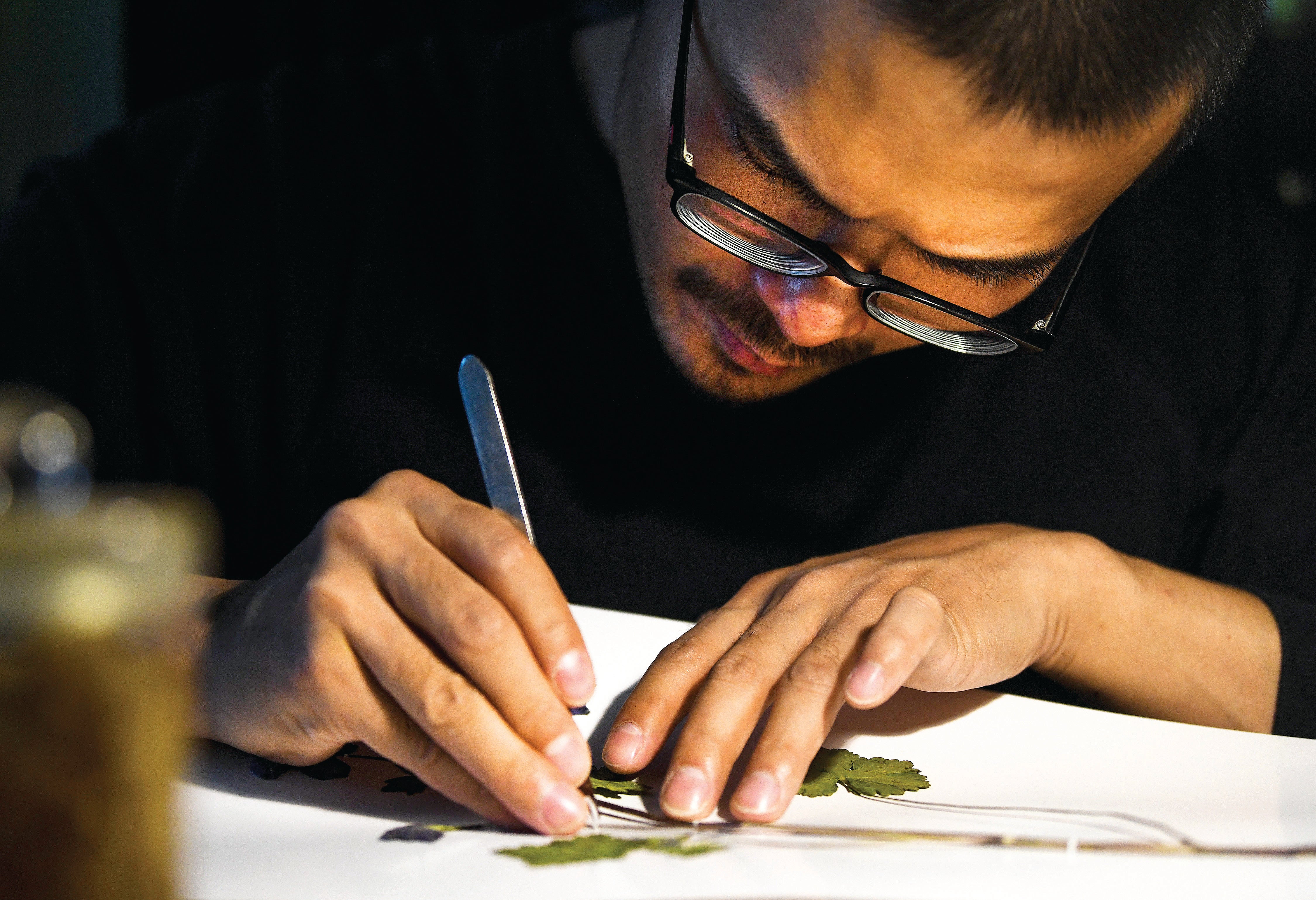 Yang Zongzong arranges specimens of plants he has collected