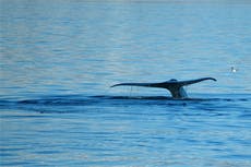 Scientists are eavesdropping on whales -- and it could save their lives