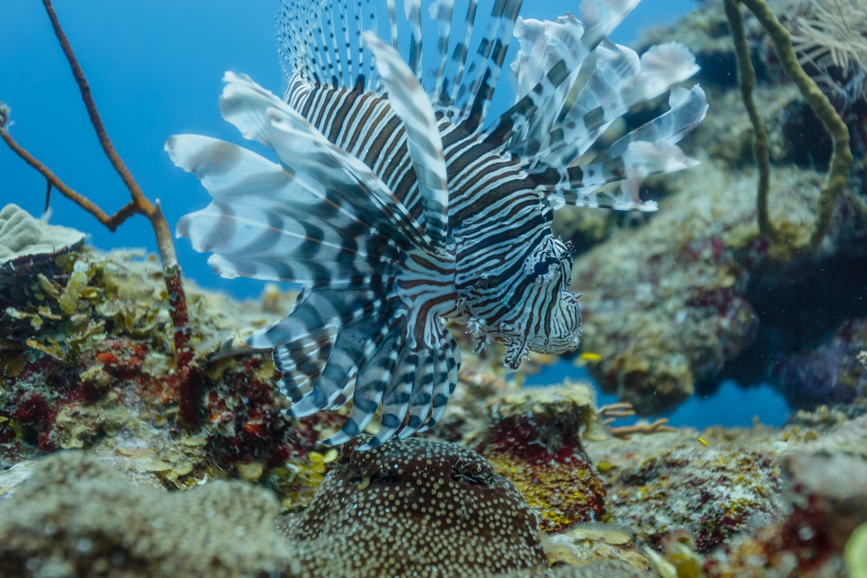 Rich marine life at Hol Chan Marine Reserve