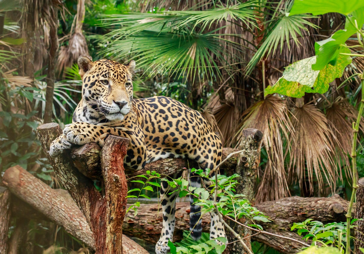 Spot jaguars at Belize’s dedicated reserve