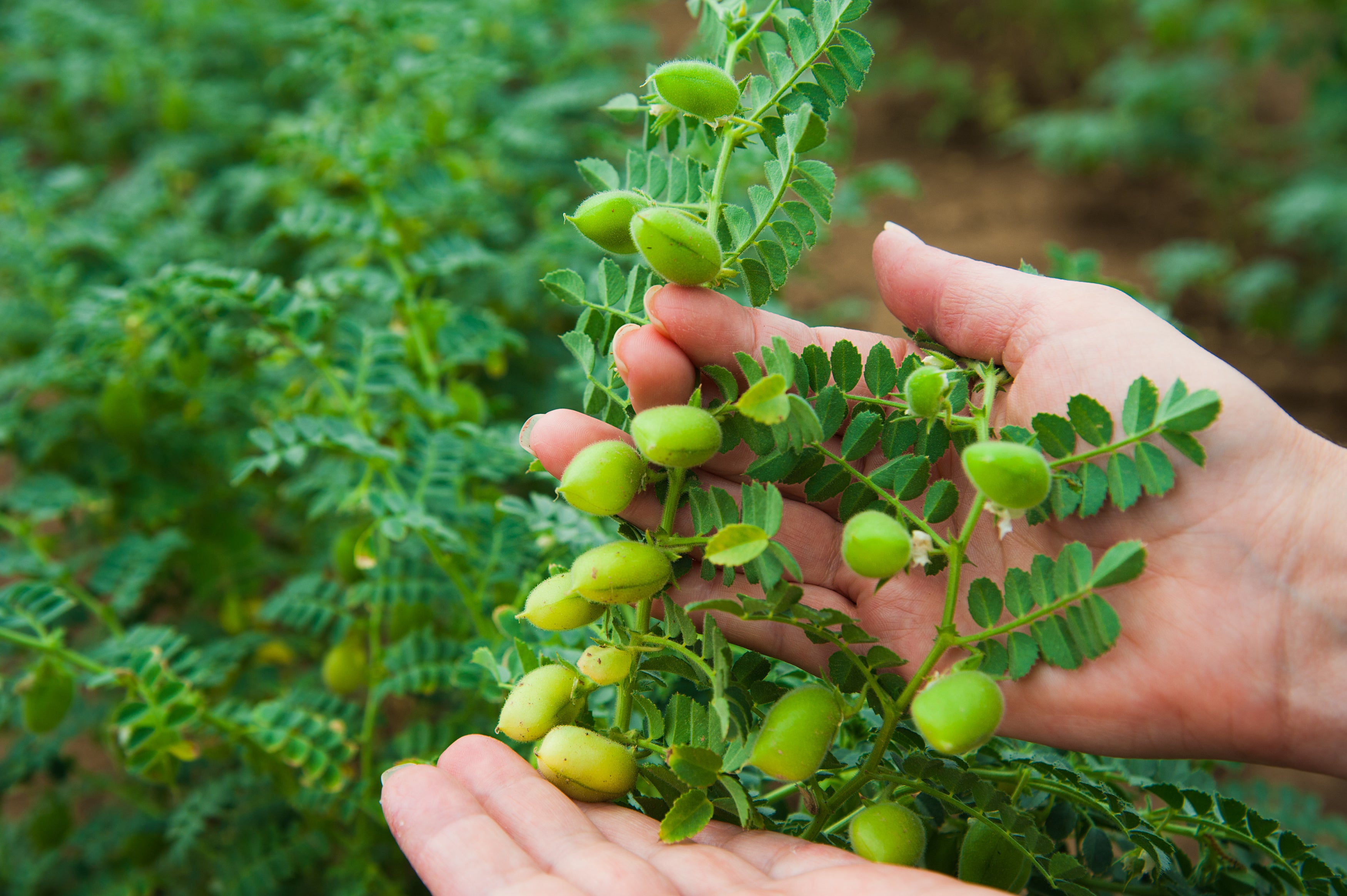 Farmers in the United States – the fourth largest chickpea exporter – planted fewer chickpeas this year