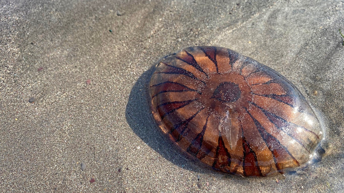 Compass jellyfish and Lion’s Mane jellyfish are amongst species spotted on UK beaches