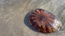 Large swarms of jellyfish wash up on UK beaches