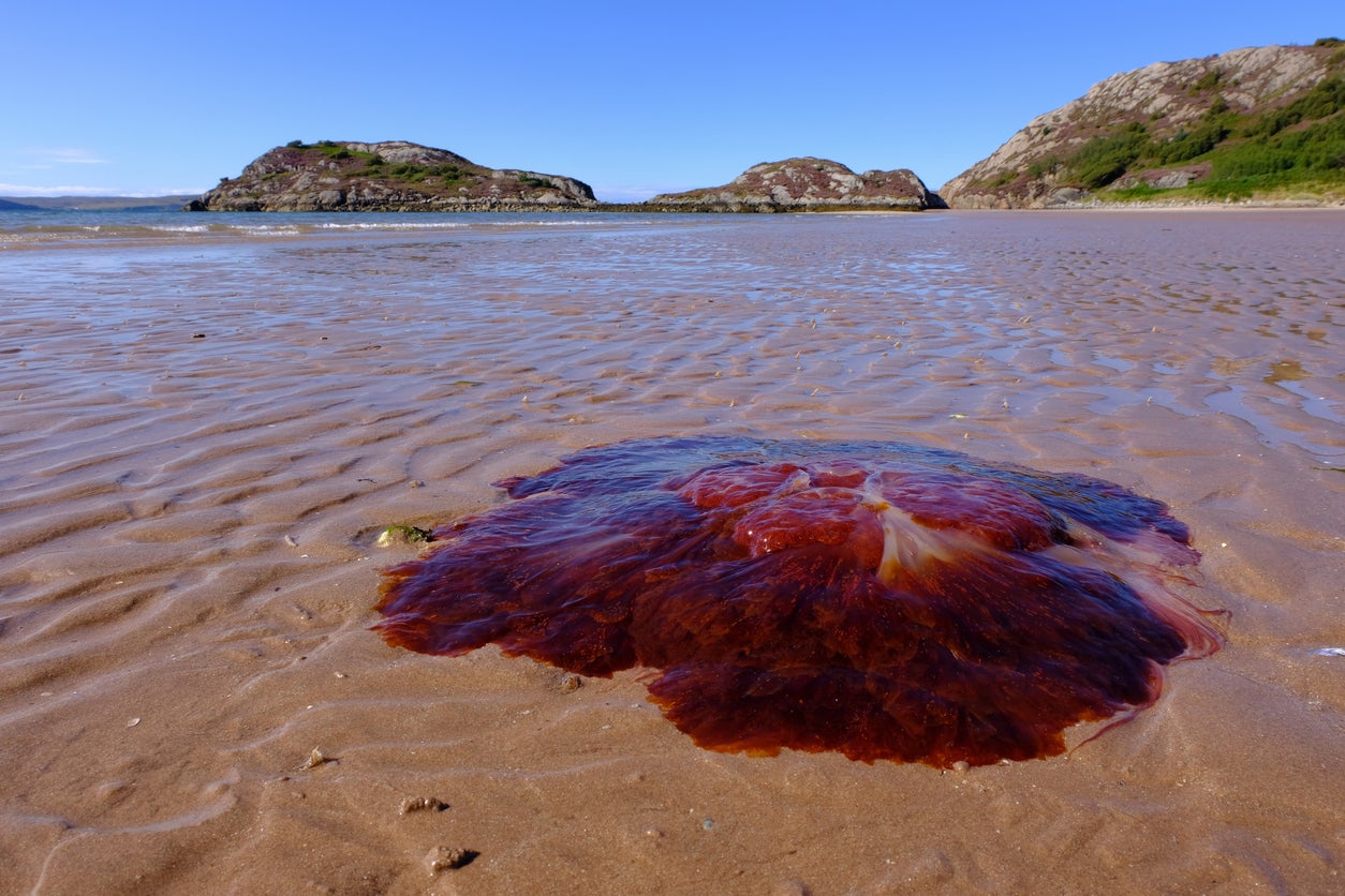 Lion’s mane jellyfish are deep red in colour