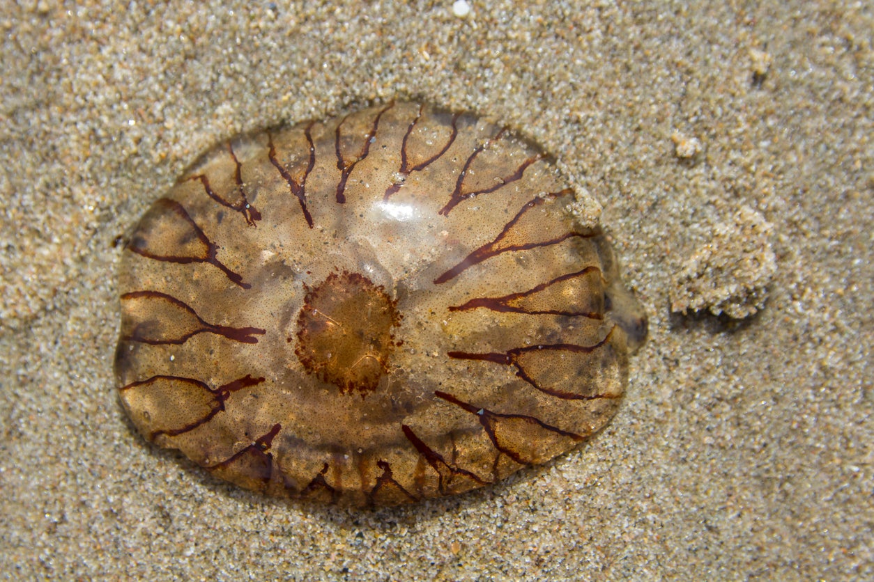 Compass jellyfish are amongst those that have been spotted