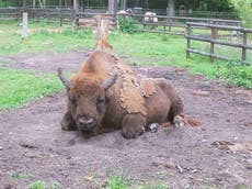 Wild bison released in landmark project to tackle climate crisis as UK temperatures soar