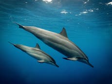 Dolphin poo could be key ingredient in coral reef survival