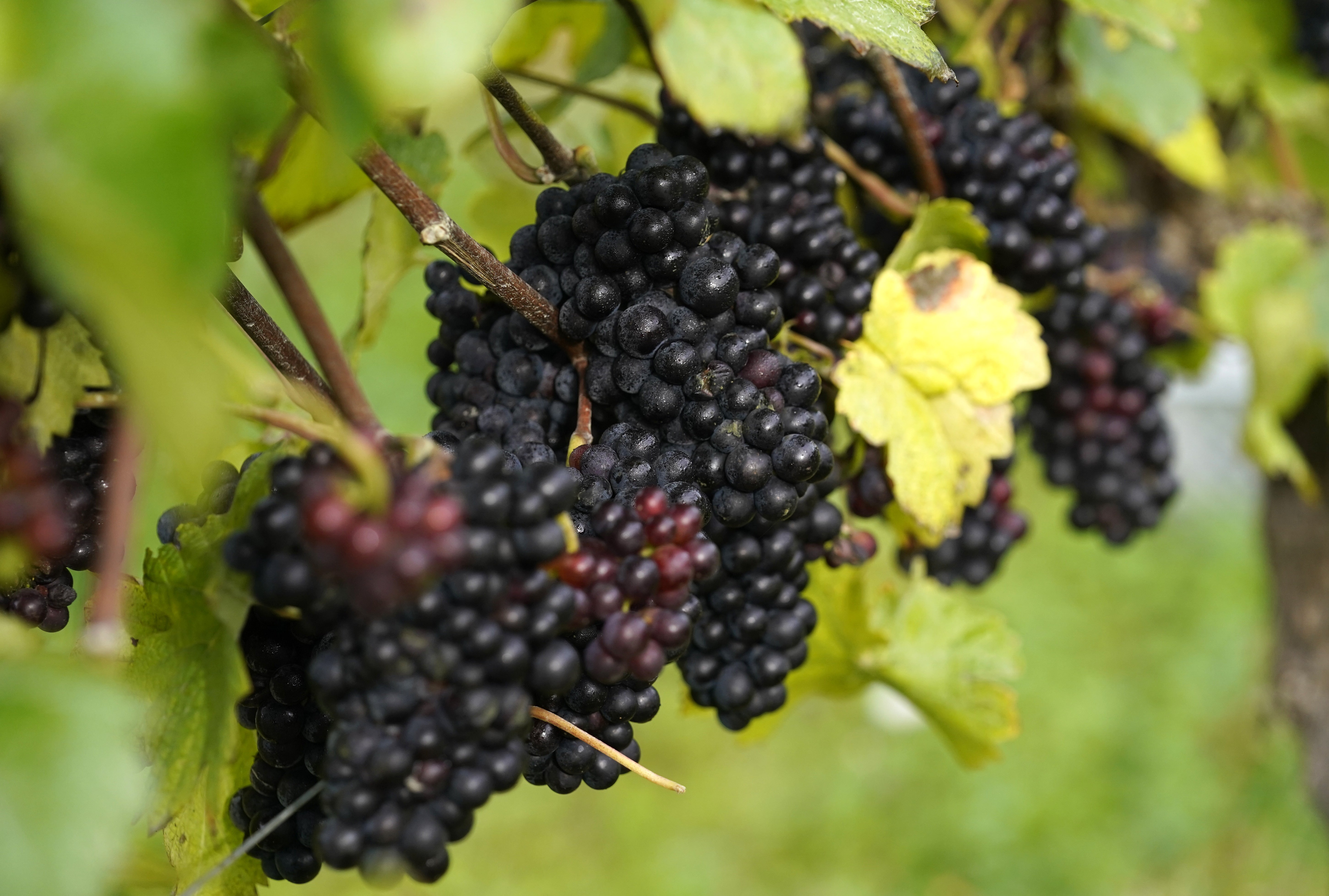 France and Italy are amongst the country is best known for producing red wine currently (Andrew Matthews/PA)