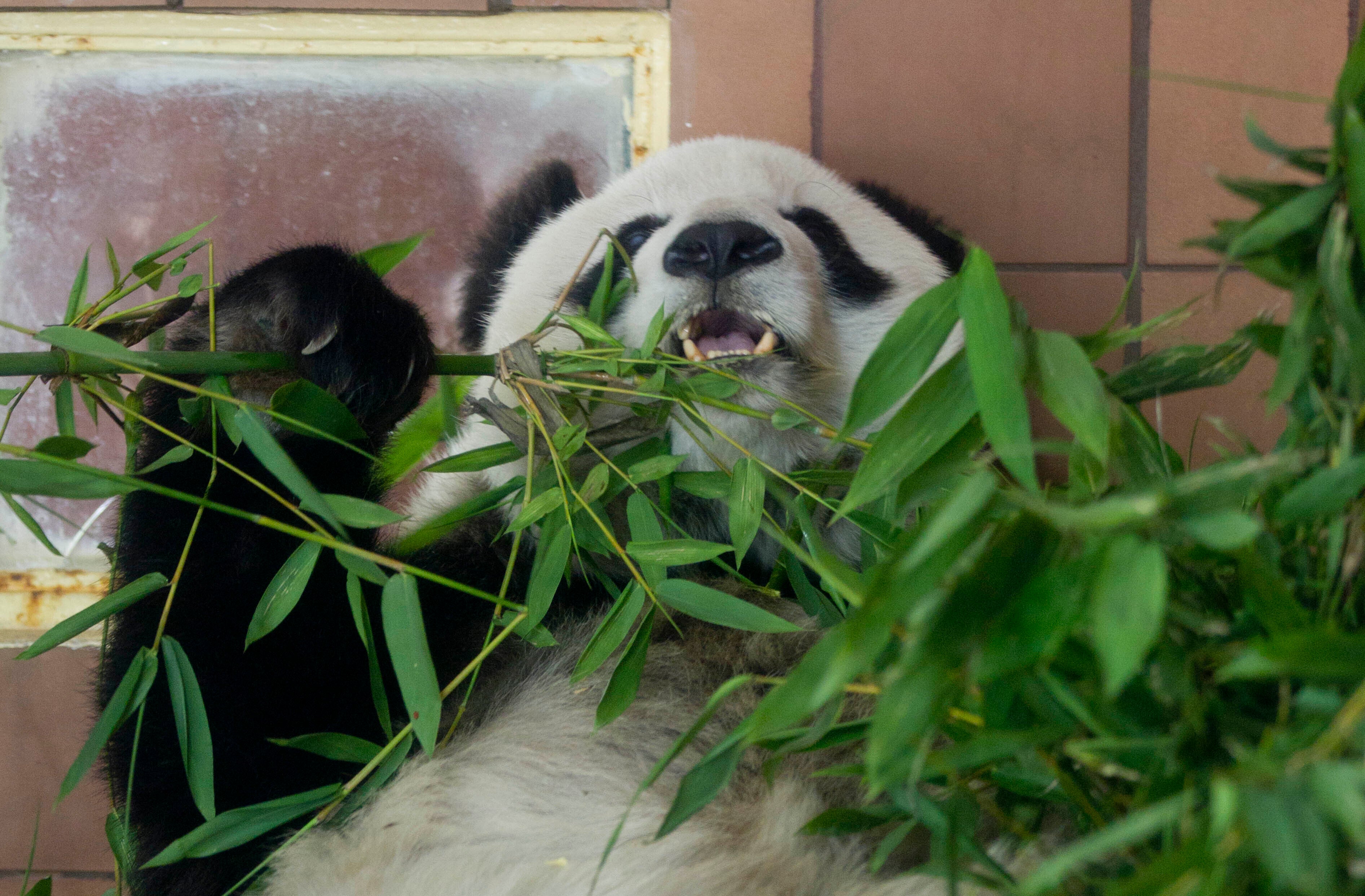 Mexico Panda Death