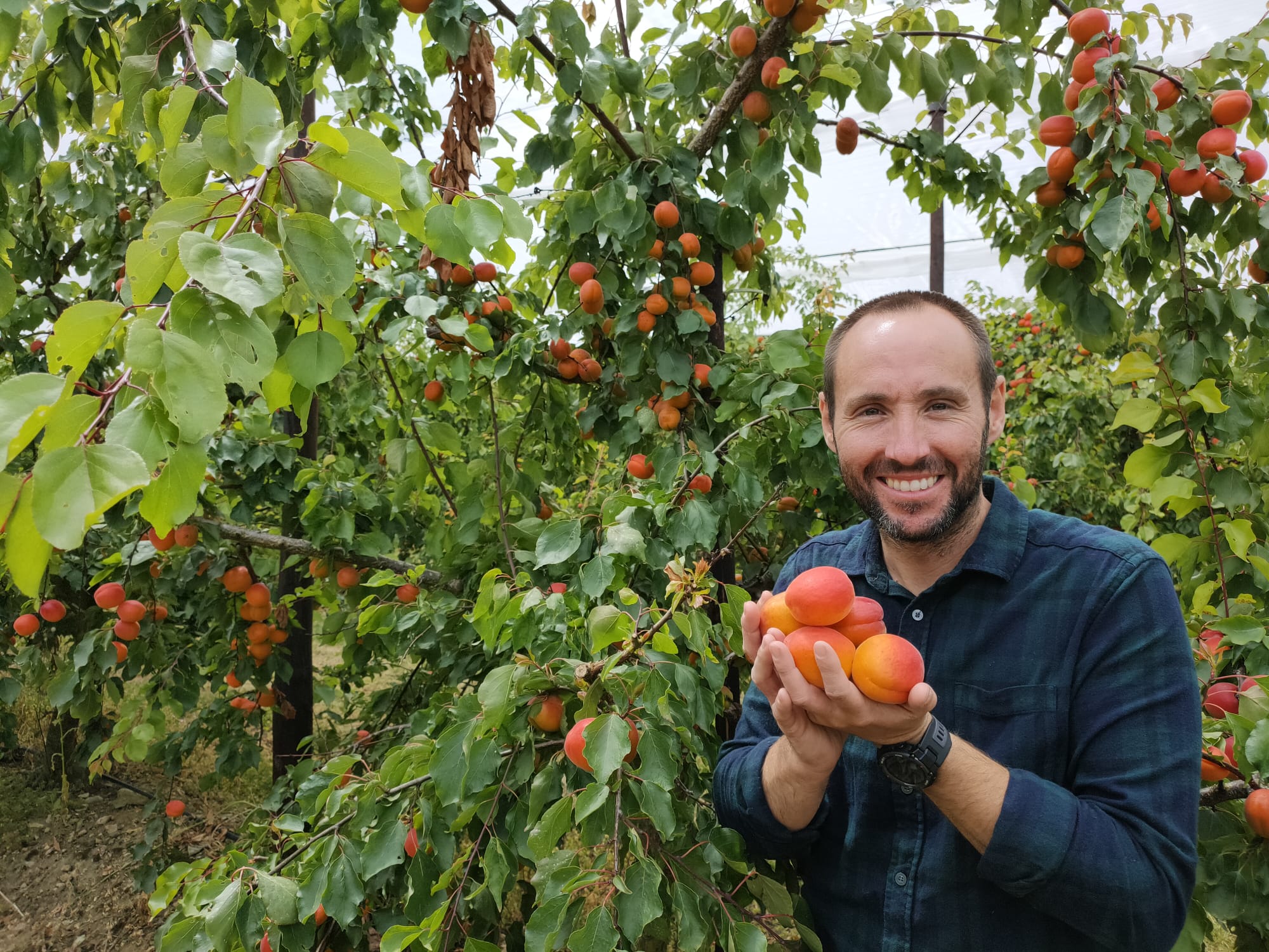 David Moore, owner of Home Farm, near Maidstone, is now the UK’s biggest grower of English apricots. The British apricot industry is celebrating a bumper crop 10 years on despite agronomists uncertain the fruit would grow in the British climate (PA)