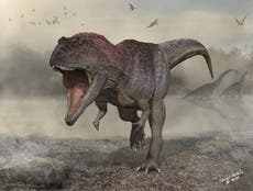 Why some dinosaurs like T Rex were massive while their close relatives were tiny