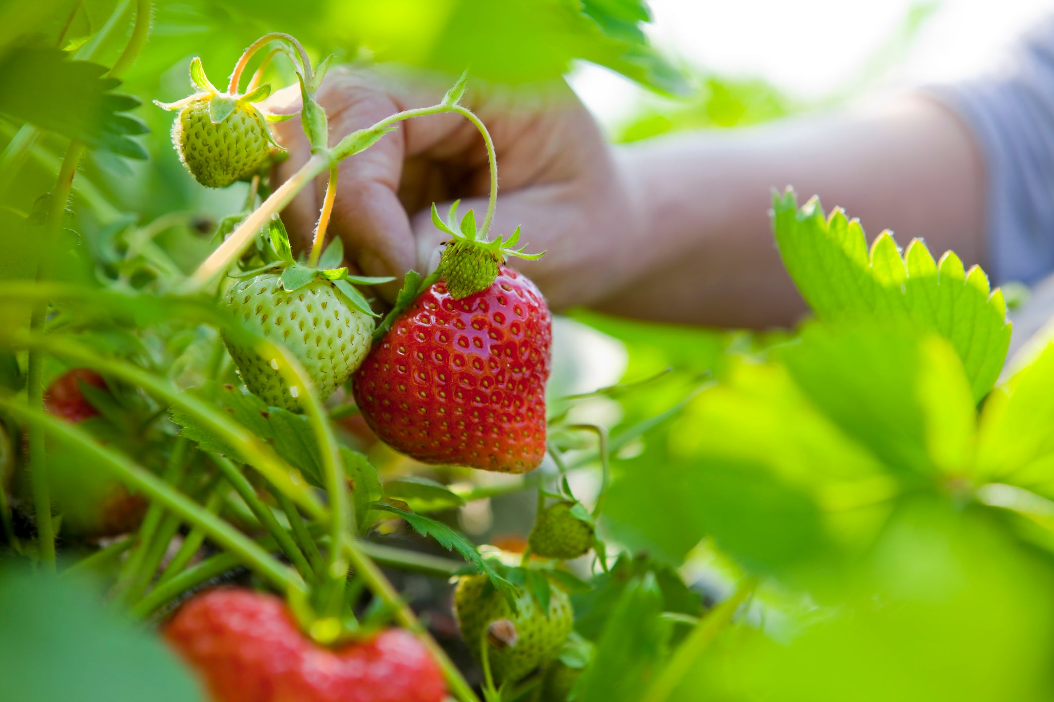 The strawberries were like none I had seen before ... the smell of them was intoxicating, nostalgic, soothing