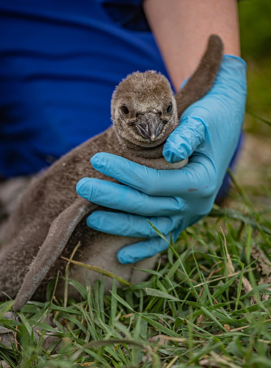 Zookeepers have named the Humboldt penguin chicks after their favourite fruits (Chester Zoo/ PA)