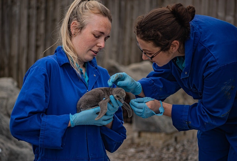 Chester’s newly-hatched Humboldt penguins have begun swimming lessons in the zoo’s pool, where they will learn to catch food for themselves (Chester Zoo/PA)