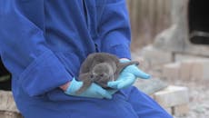 Newborn penguin chicks given fruity names at Chester Zoo